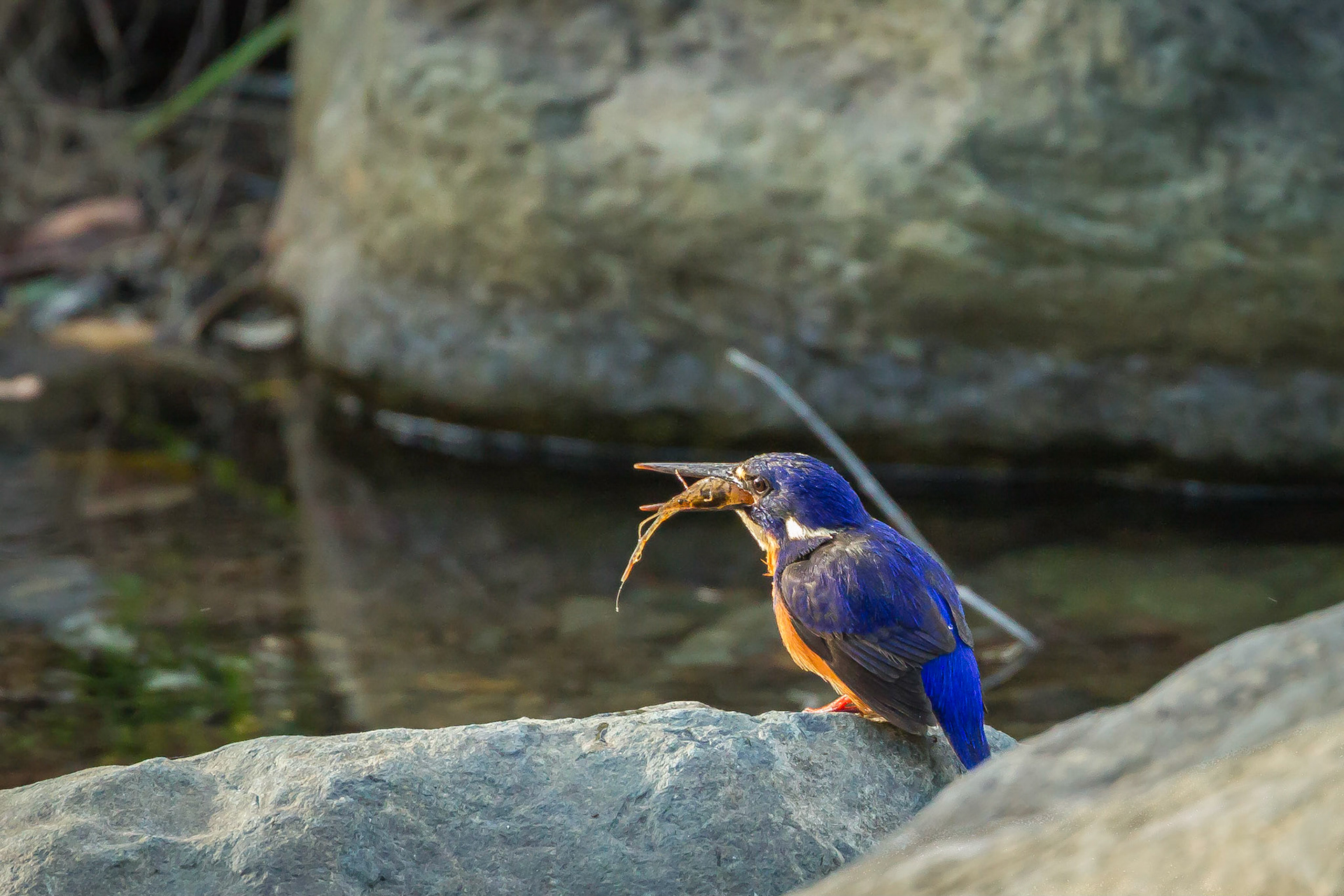 Azure Kingfisher - Yandilla Kilcoy