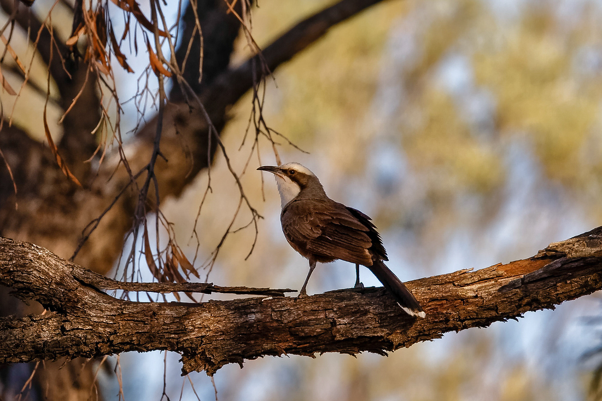 Hall's Babbler - Eulo Bore
