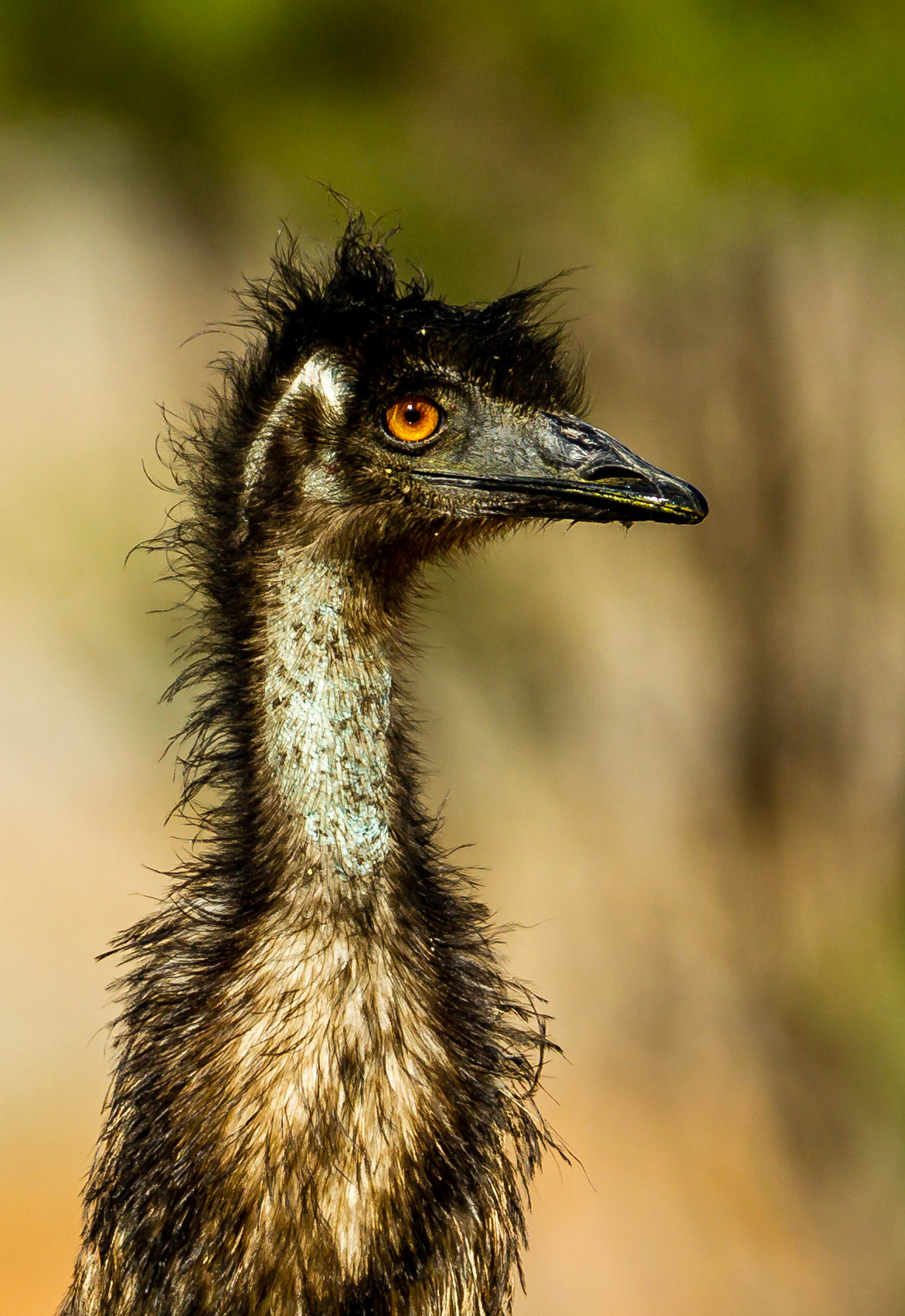 Emu -  Bowra Sanctuary