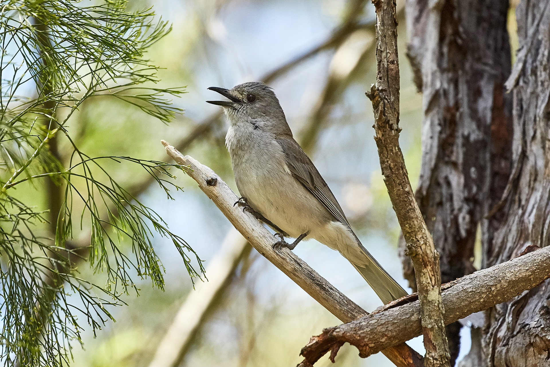 Grey Shrike-thrush - Queen Mary Falls
