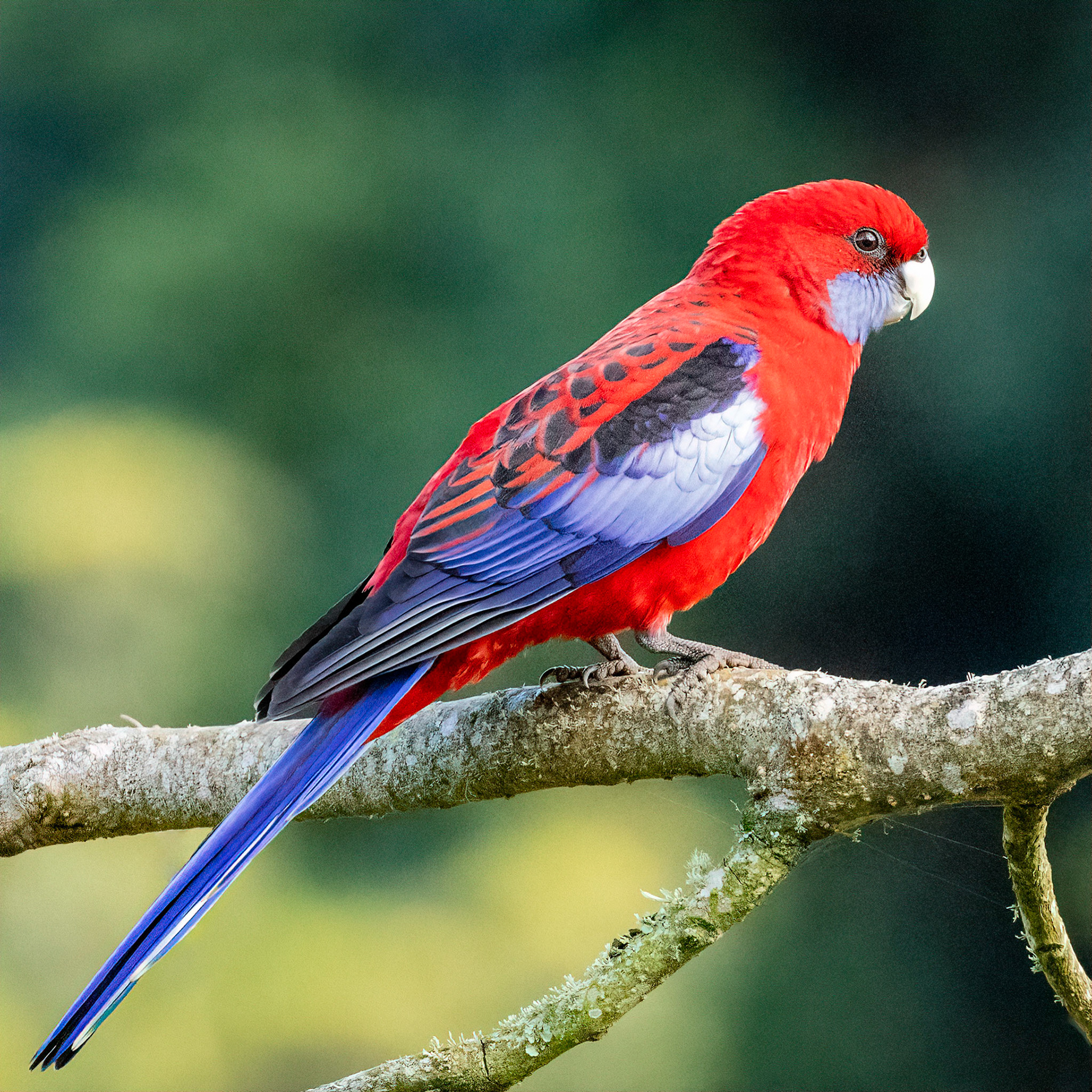 Crimson Rosella - Bunya Mountains