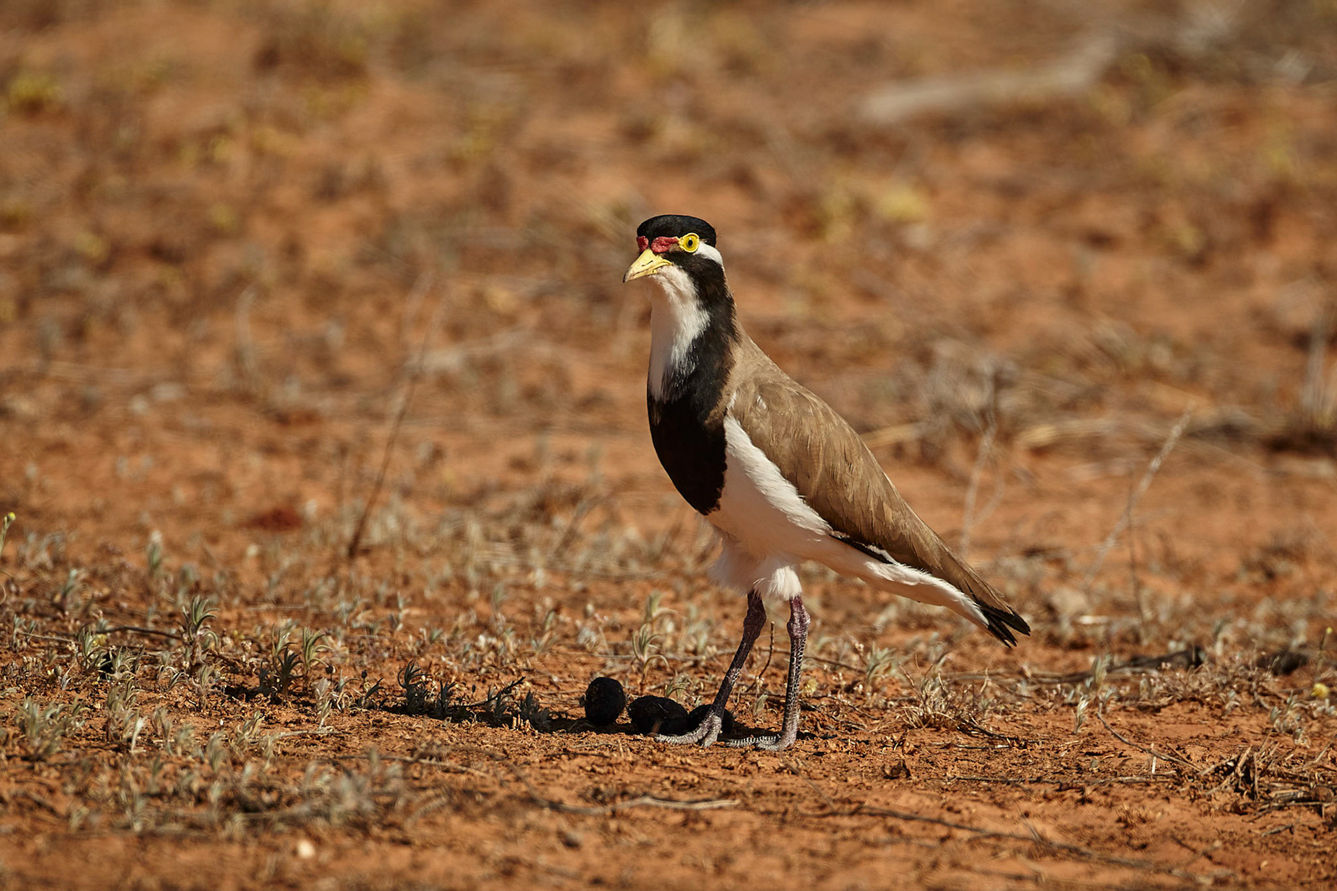 Banded Lapwing -  Bowra Sanctuary