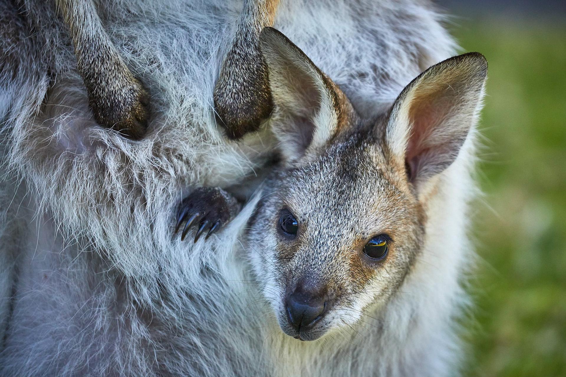 Red Necked Wallaby Joey - Bunya Mountains