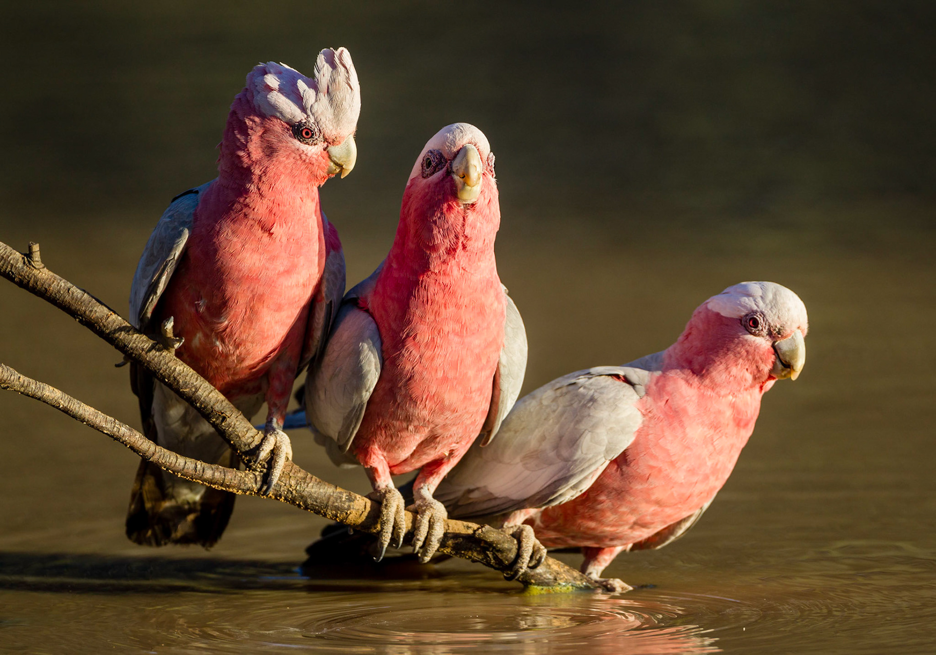 Galahs -  Bowra Sanctuary