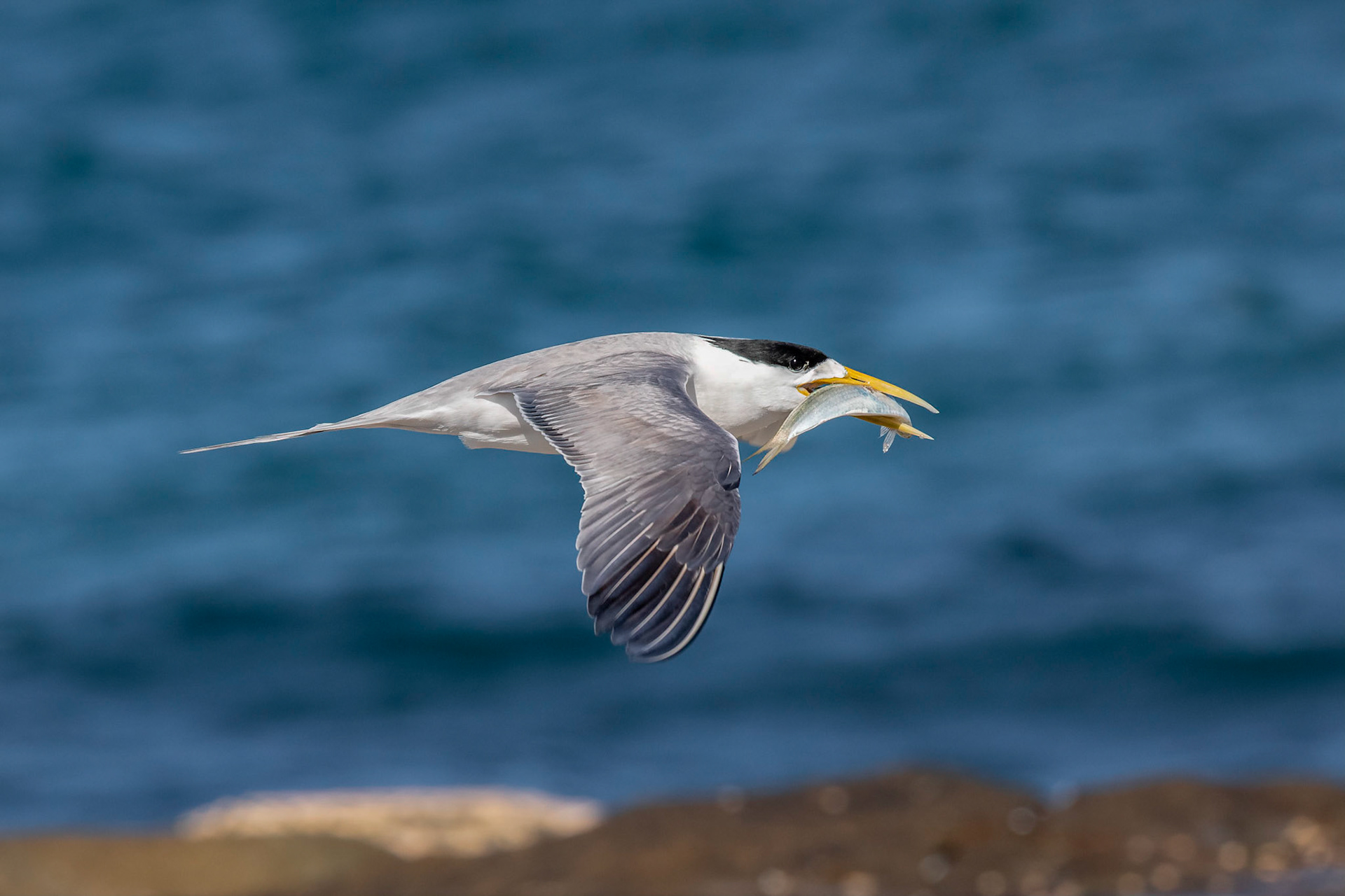 Crested Tern with Pilchard - Yamba