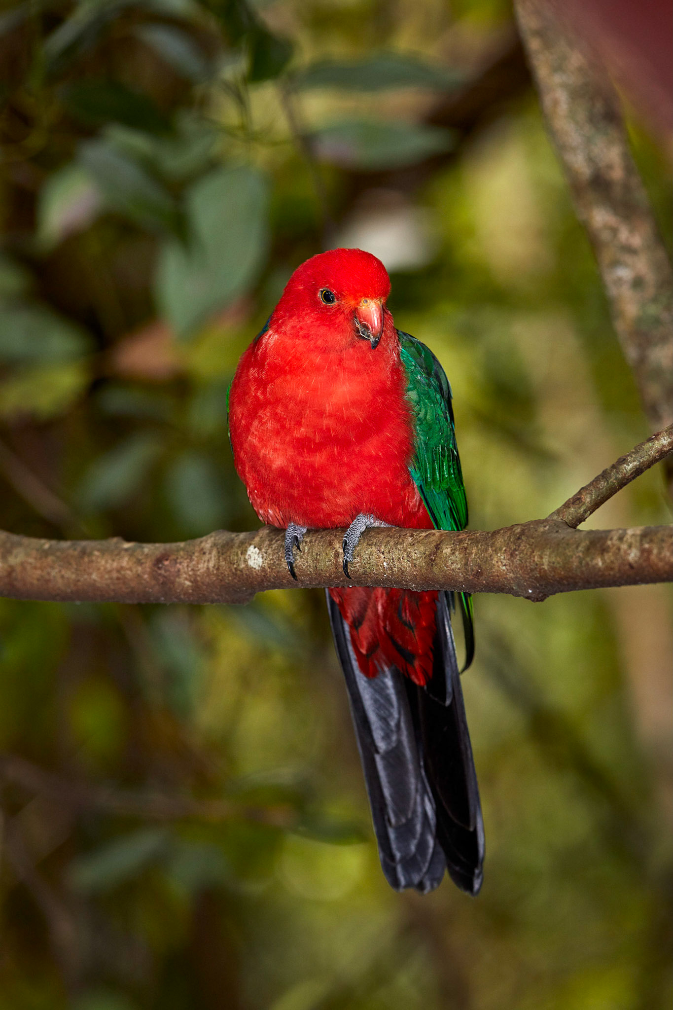 King Parrot - Adjinbilly