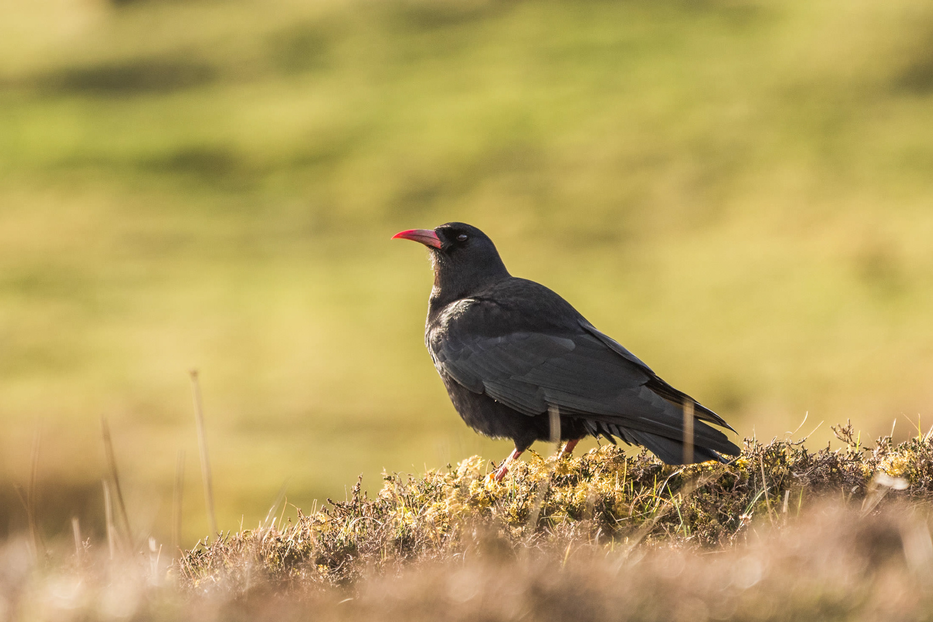 Niall Anderson Photography Chough Bird Islay Ardnave
