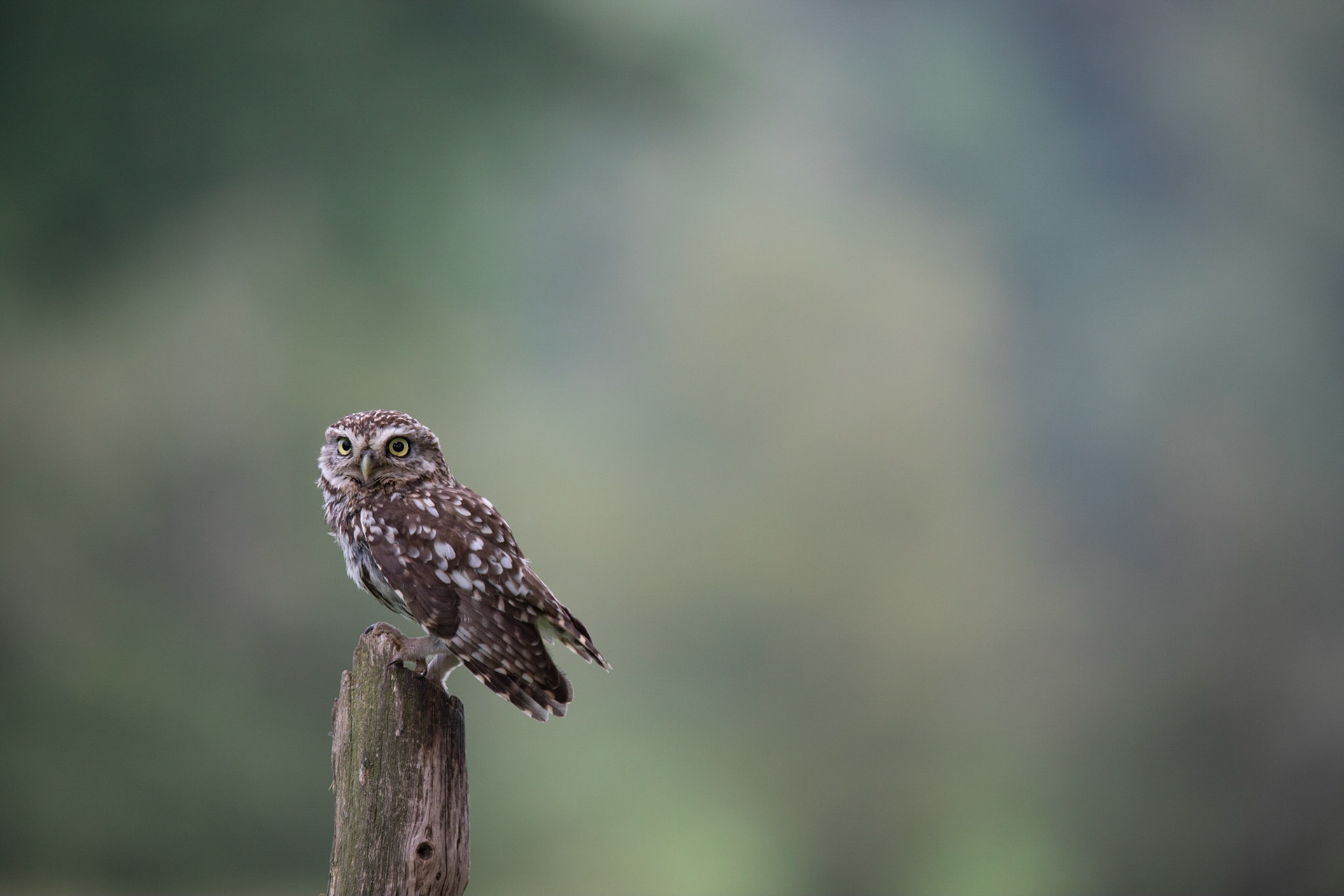 "The Little Watchman"