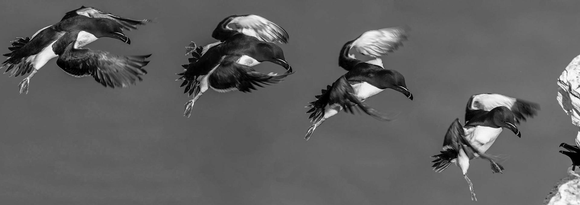 "The Landing"