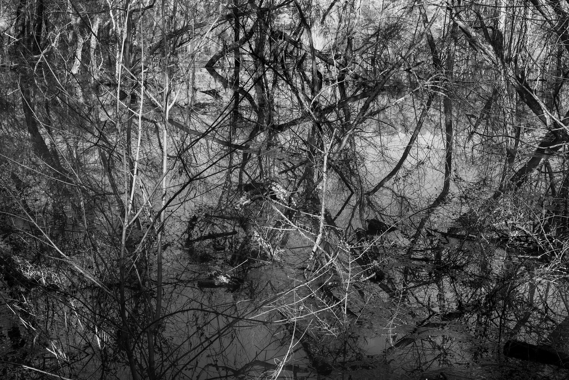 Richard Skoonberg - Flooded Forest #21 --- 2020, Inkjet Print, 1/30, 13 x 19 Print/Paper, $175, 18 x 24 Framed, $300
