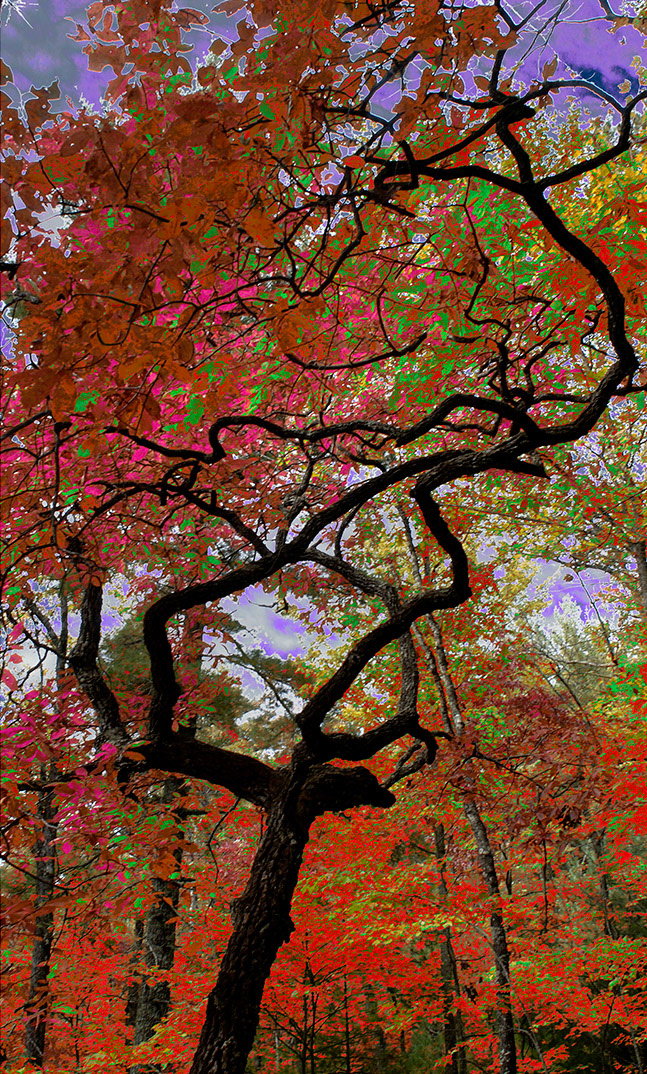 Reis Birdwhistell - Sourwood Altered --- 2010, Archival Pigment Print, , 16x20 Print/Paper, $200, 20x24 Framed, $275