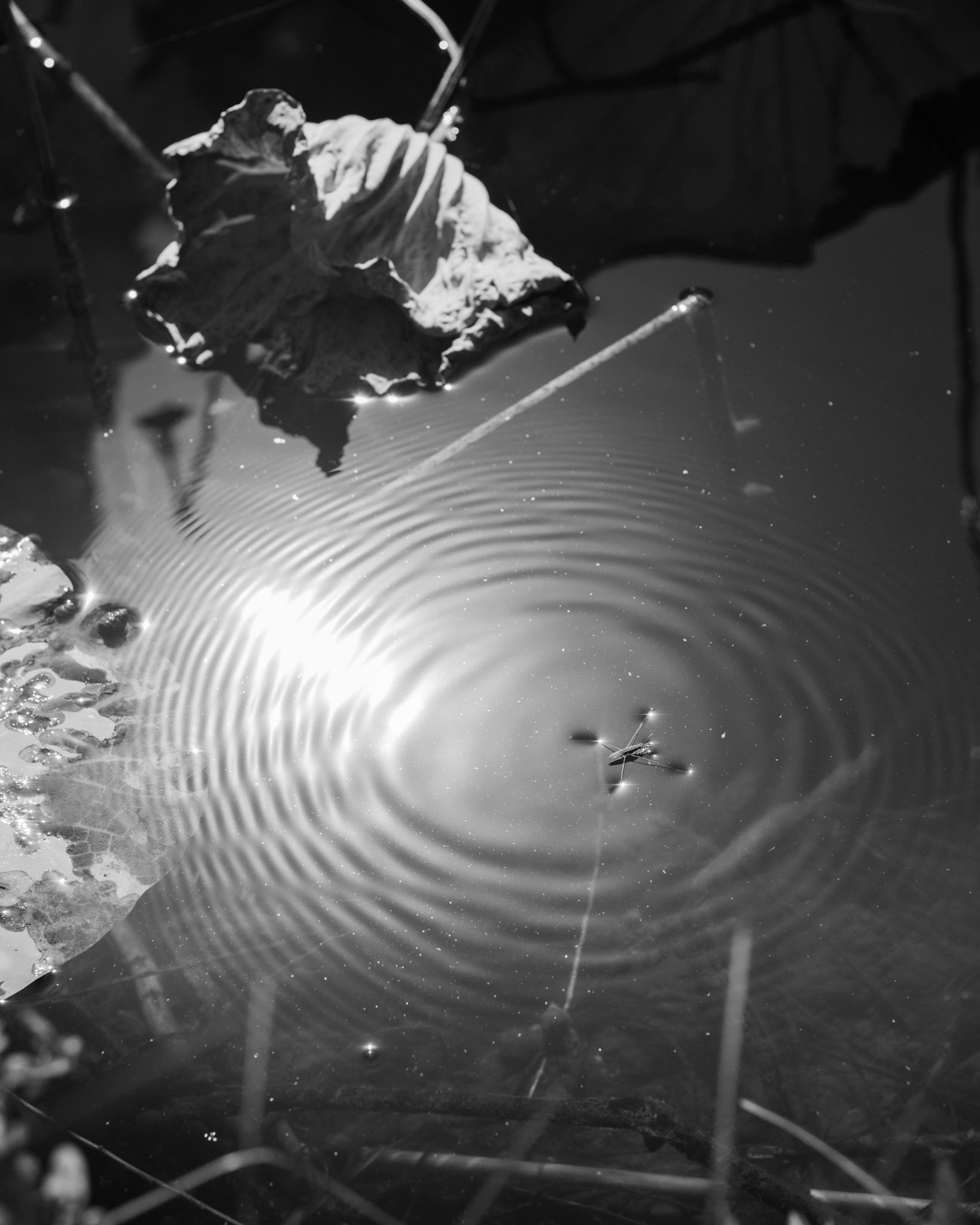 Withered Lotus with Water Strider