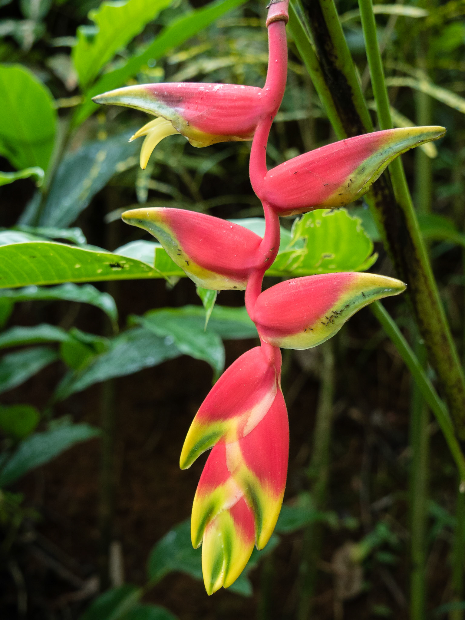 Costa Rica
