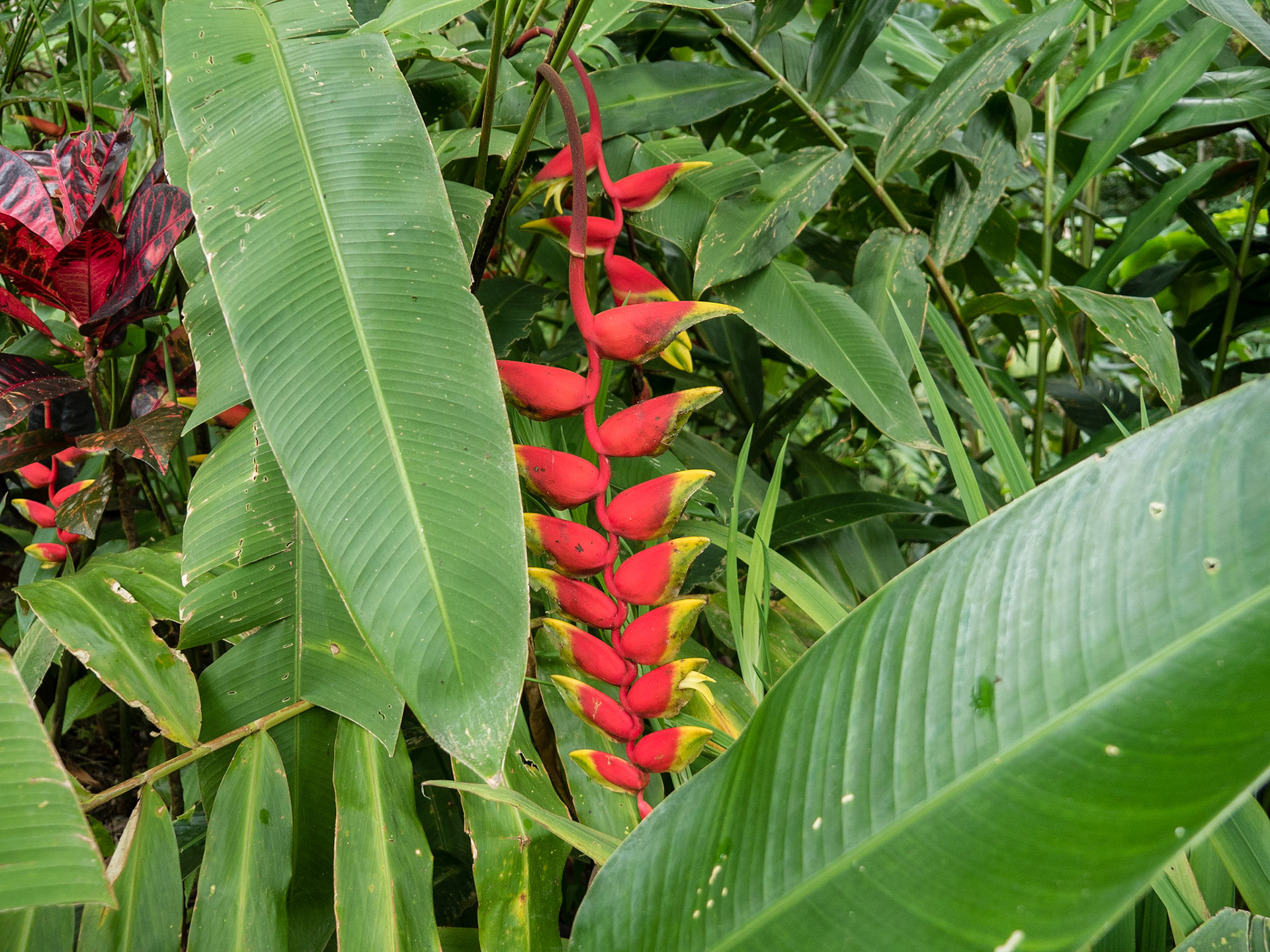 Costa Rica