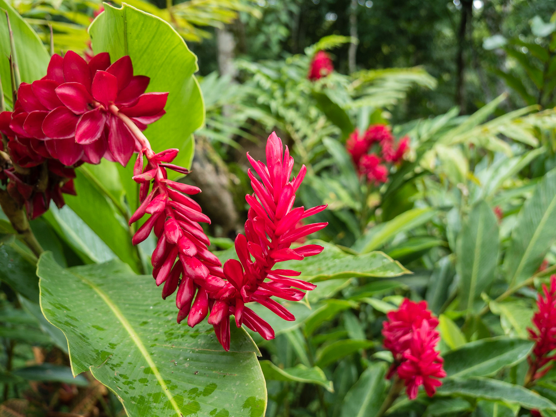 Costa Rica