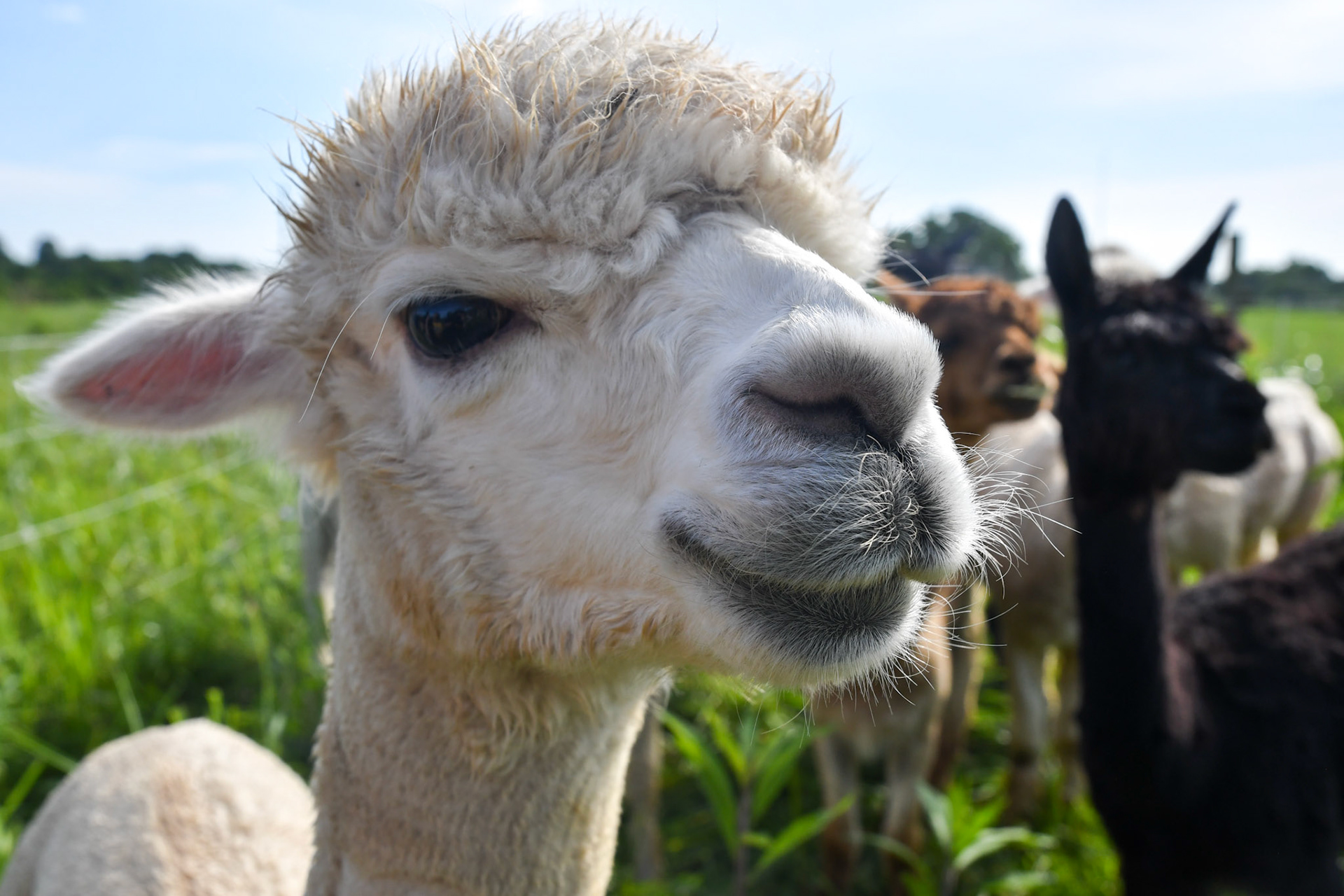 Alpaca gang