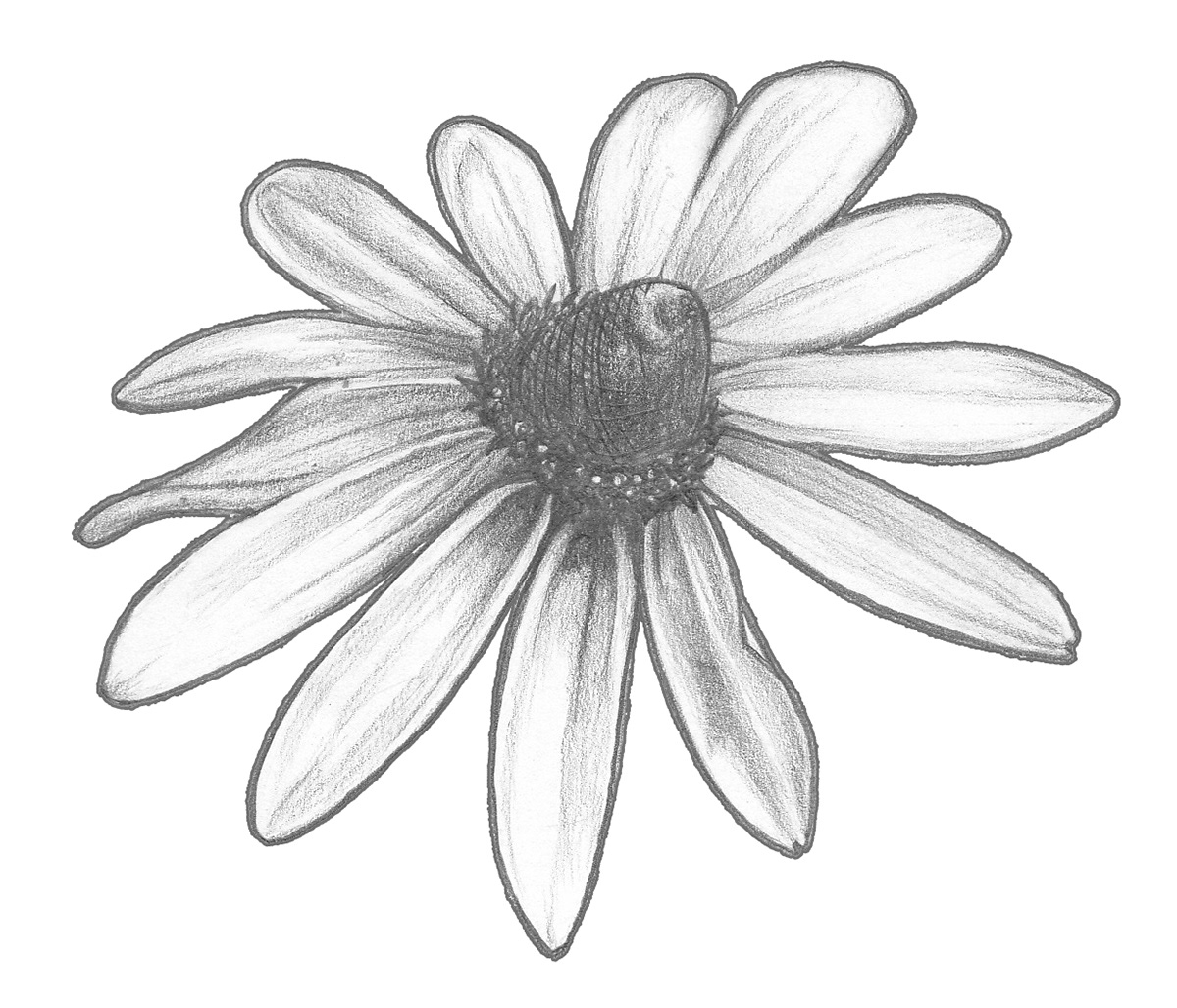 black eyed susan flower tattoo