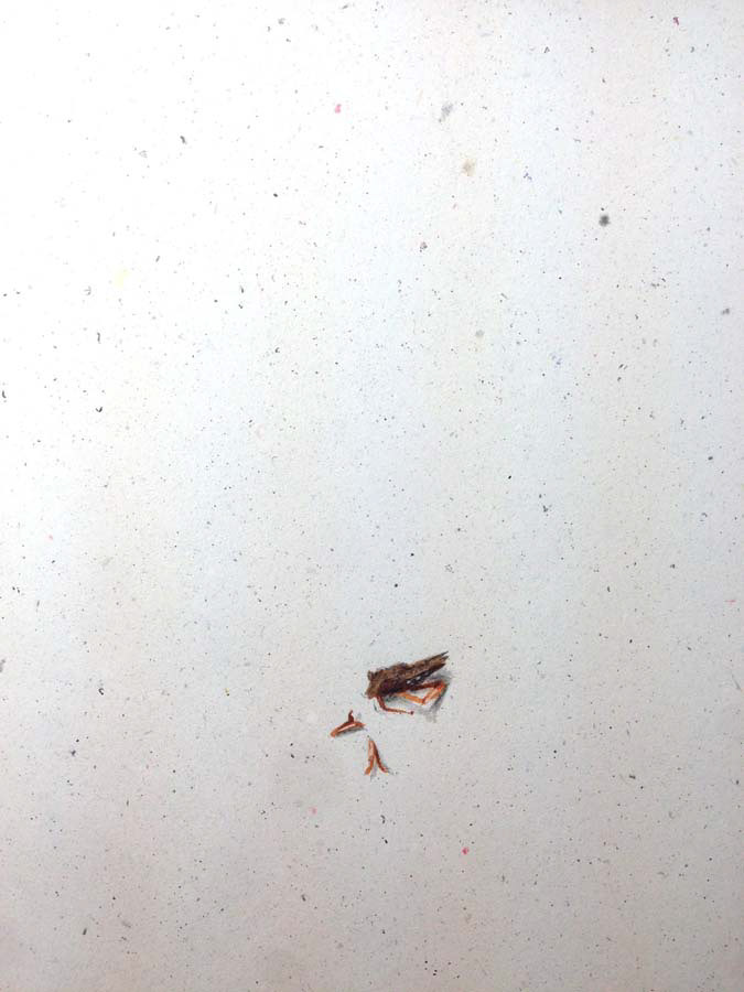 dead roach. 05.02.2016.