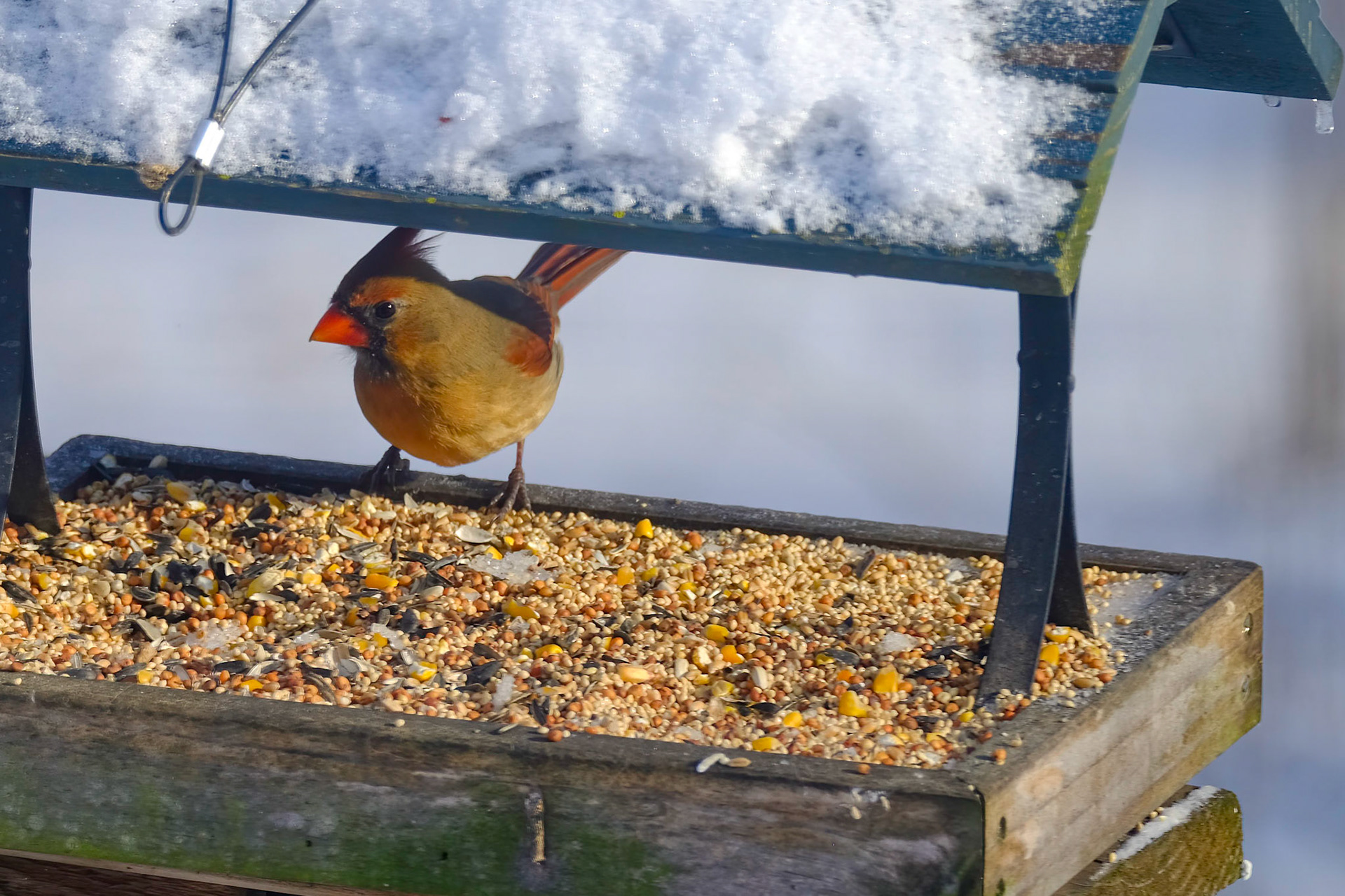 Northern Cardinal (Cardinalis cardinalis)