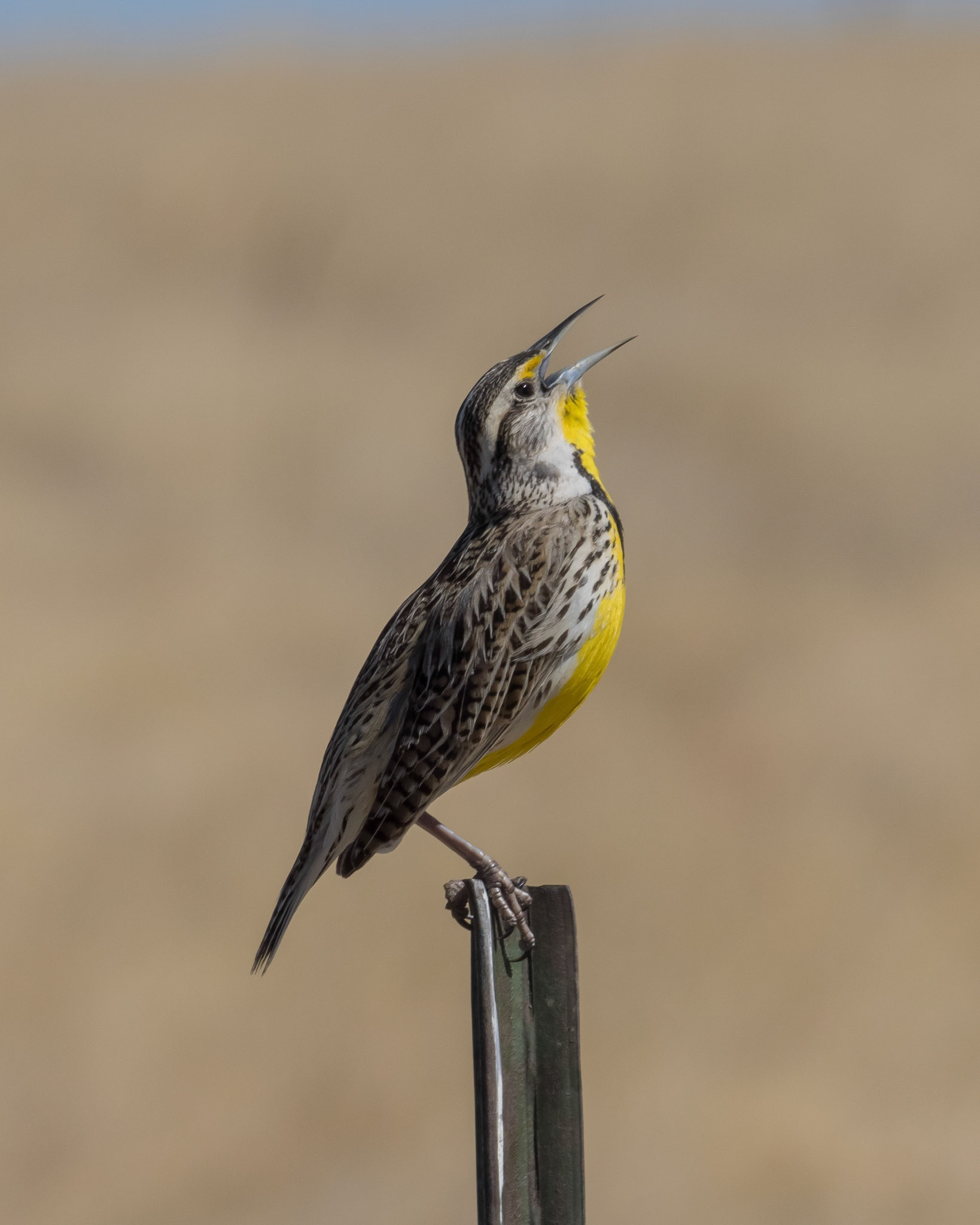 Male Western Meadowlark singing
