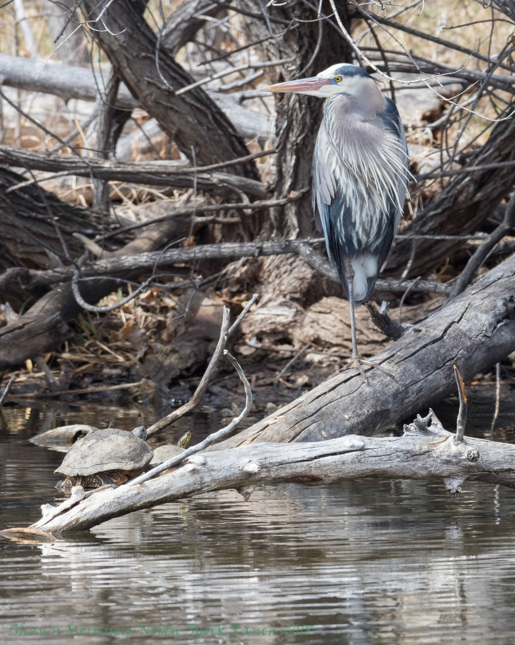 Great Blue Heron rests on one leg accompanied by two Western Painted Turtles