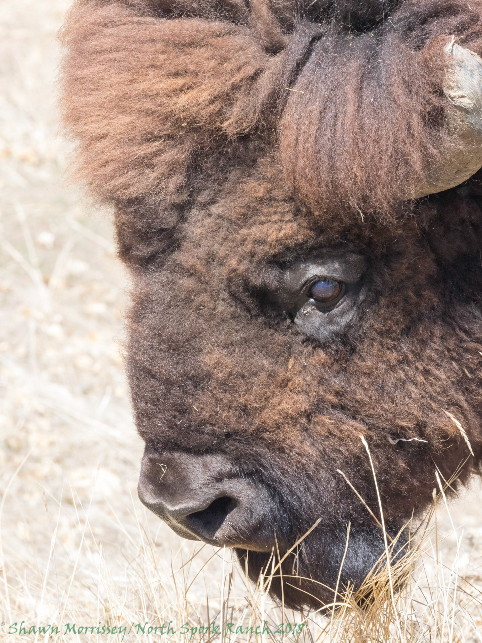 Male Bison grazing in the sun