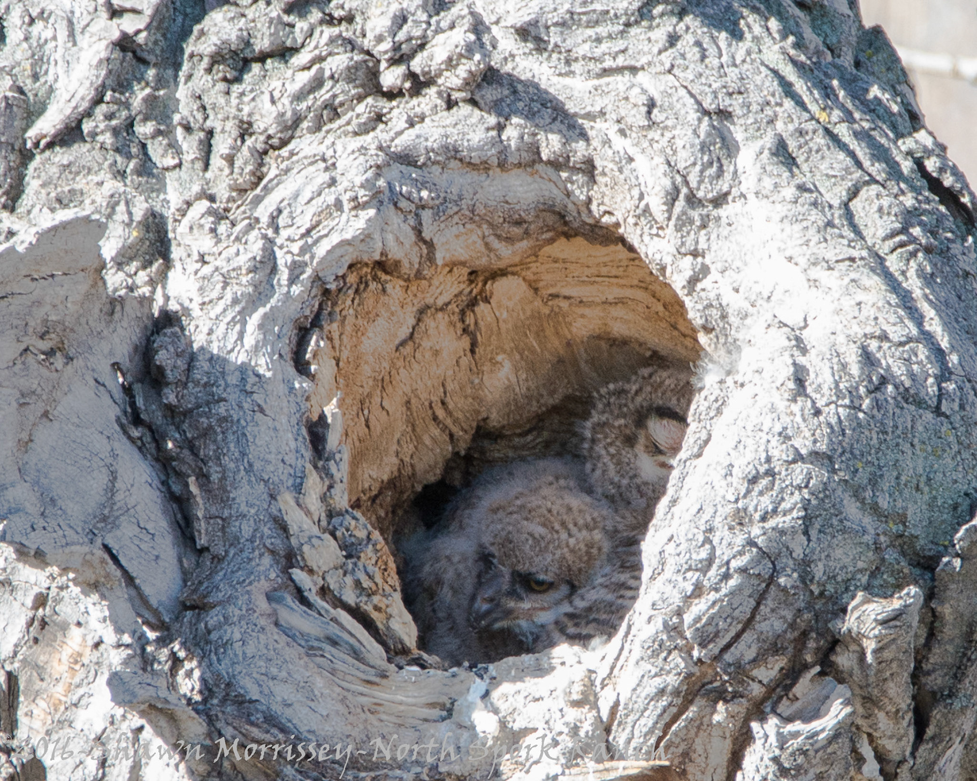 GH Owlets