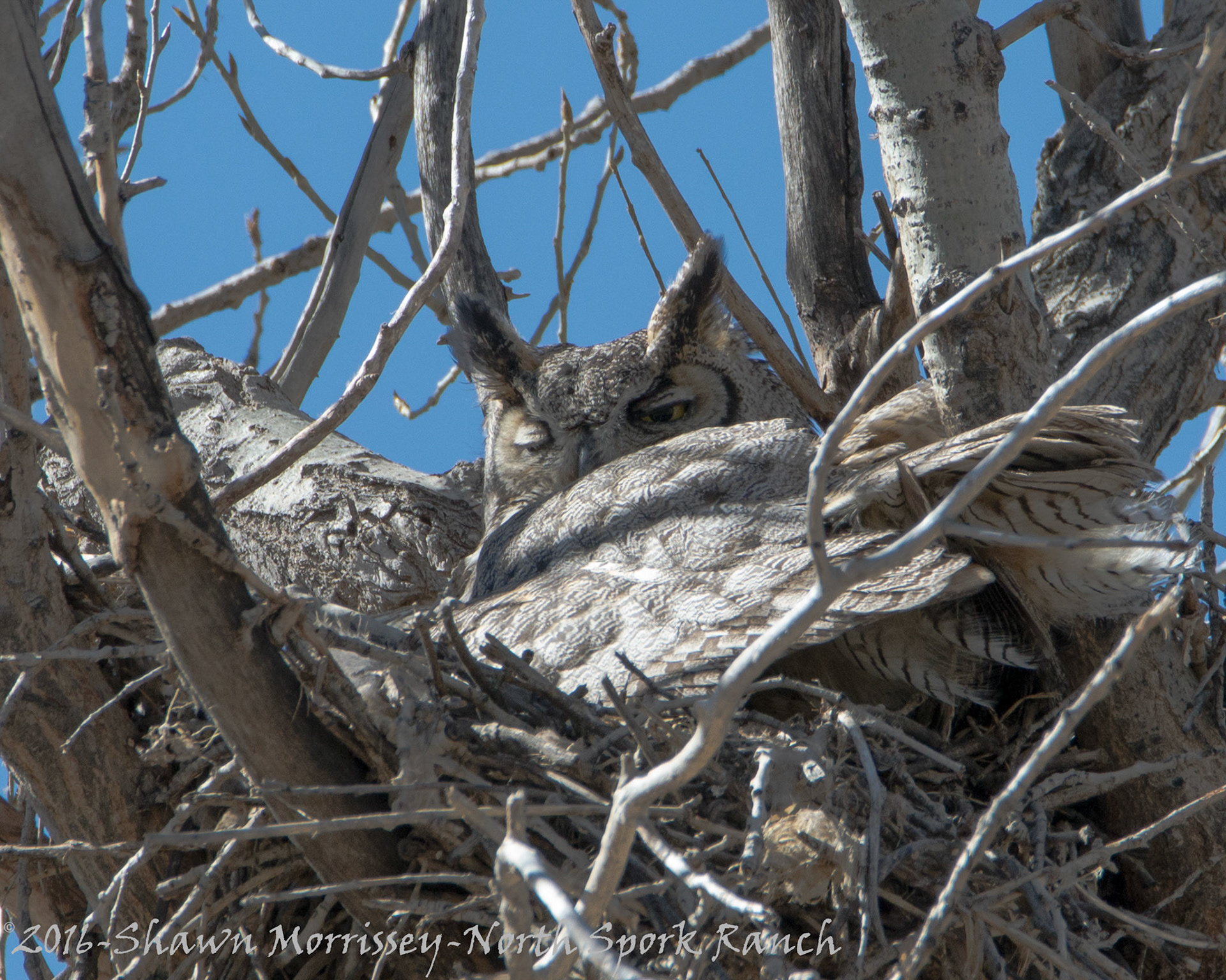 GHO in nest