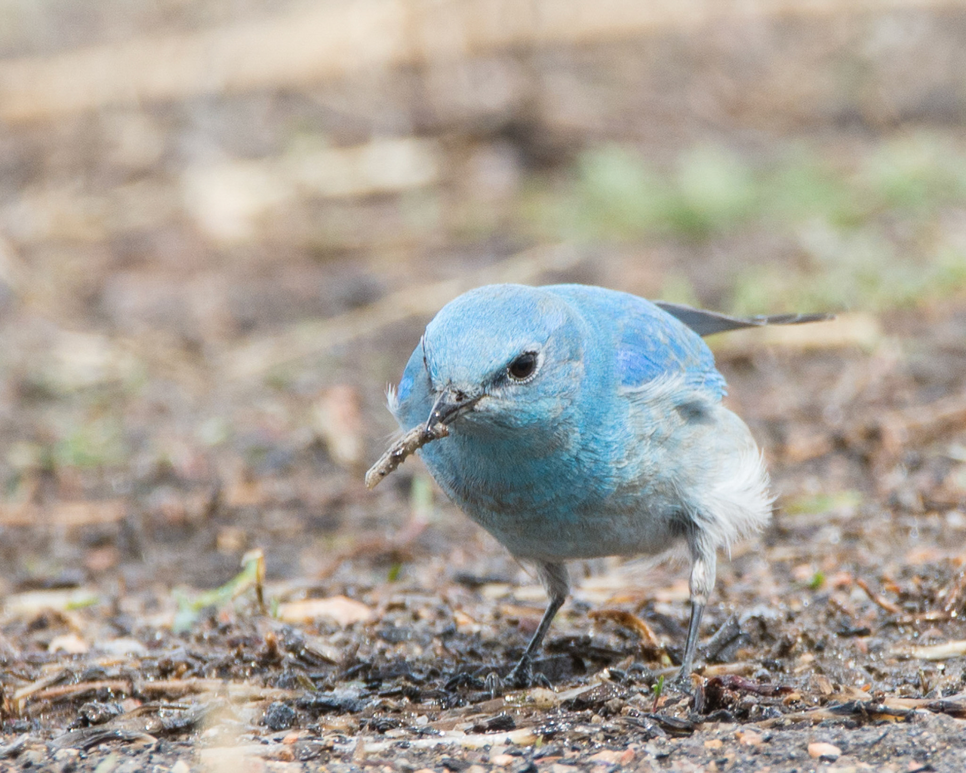 Bluebird with grub
