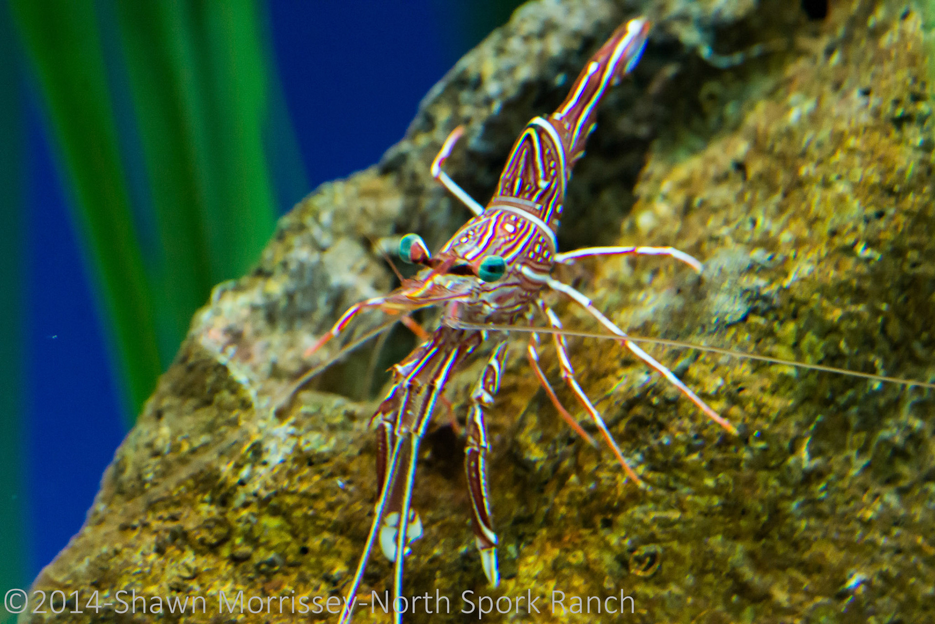 Spiny Lobster