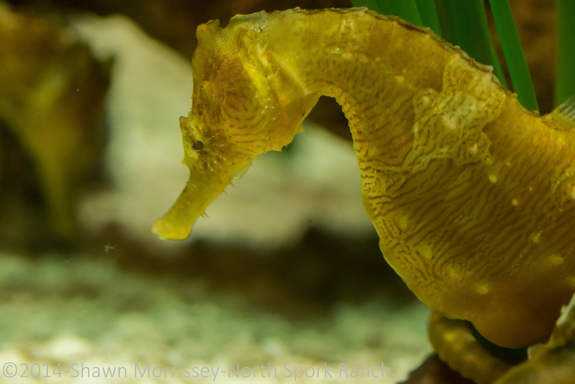 Seahorse