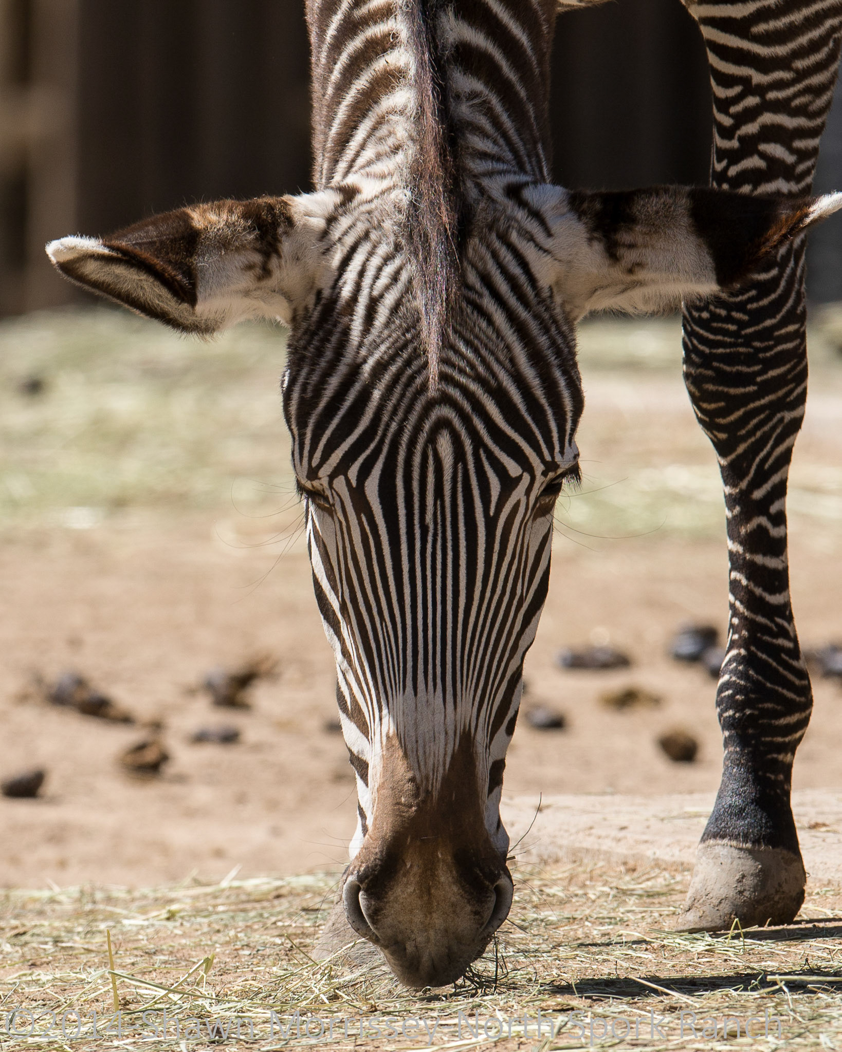 Zebra, Nikkor 400mm f2.8