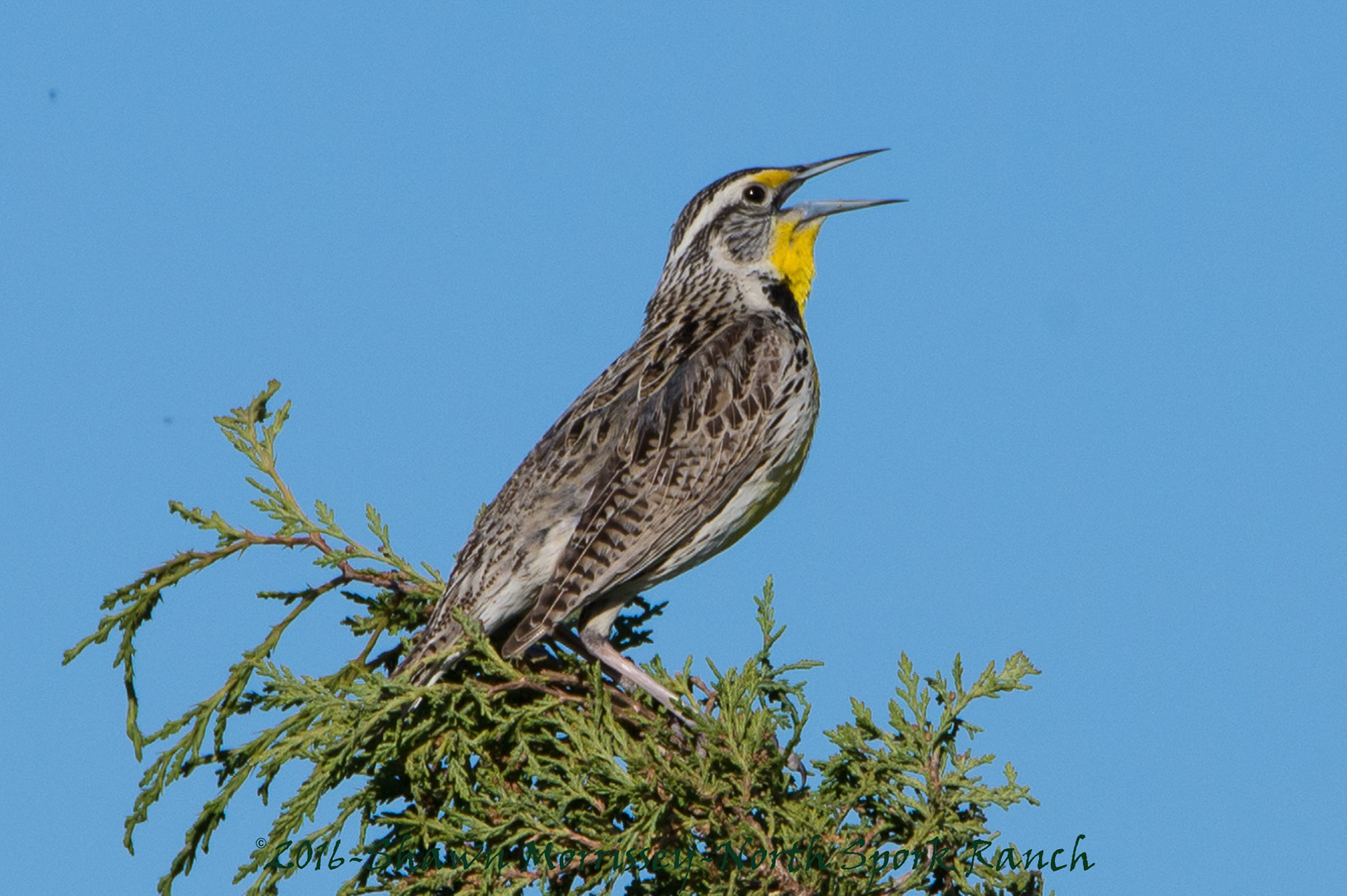 Western Meadowlark calling for mate