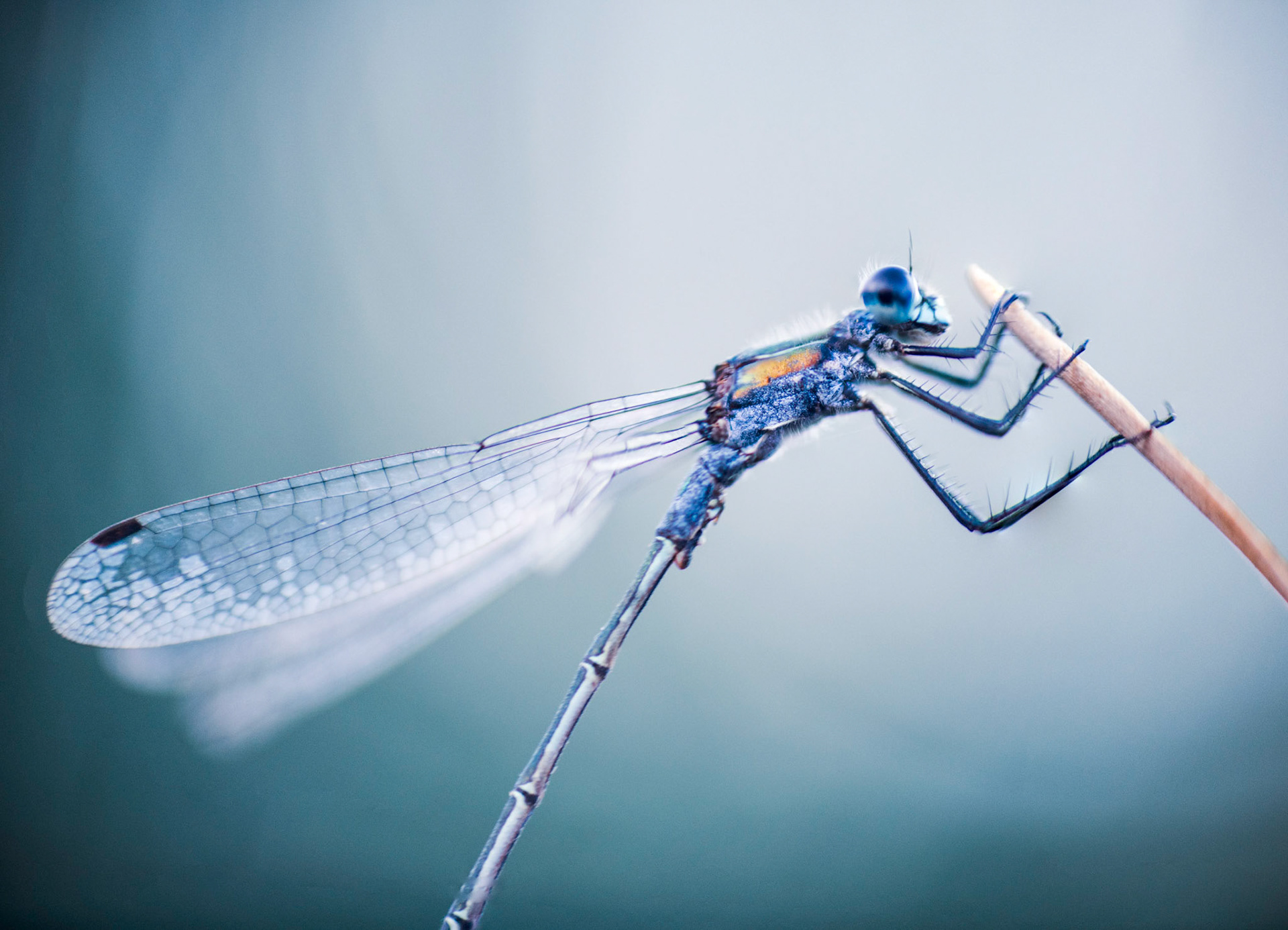 Damselfly at dawn