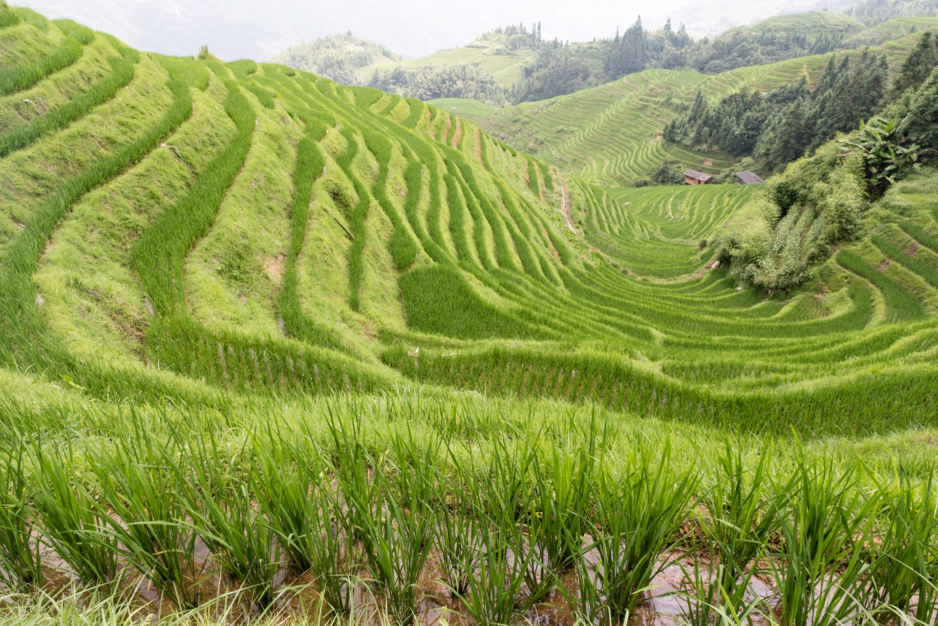 Longji rice terraces