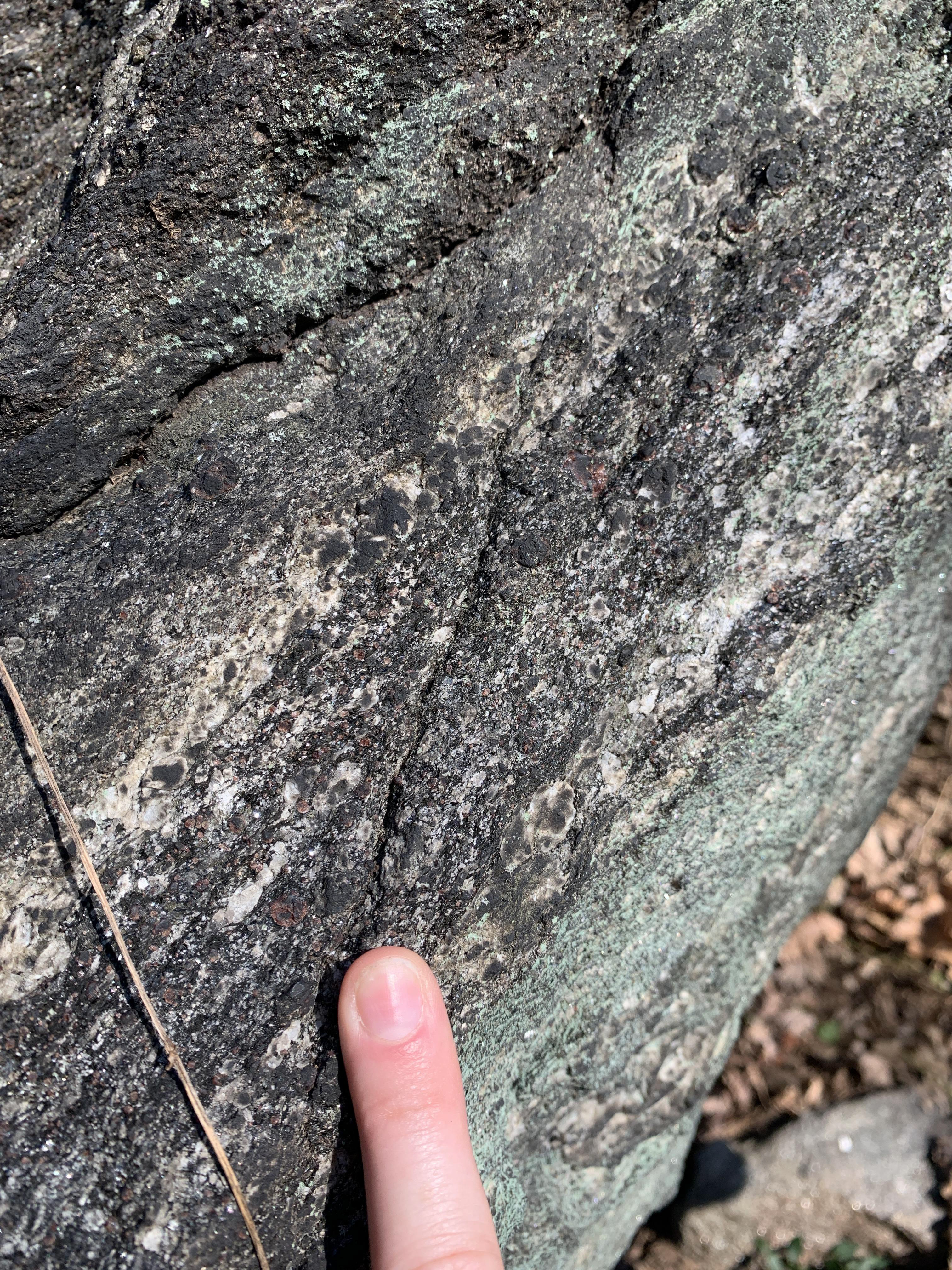 Finger points to a rock in which three primary types of minerals can be seen: 1) small millimeter-sized black grains showing parallel orientation, 2) white grains that vary in size from millimeter to centimeter and occur in weakly defined bands throughout the rock, and 3) round, red, millimeter to centimeter-sized grains occurring throughout. 