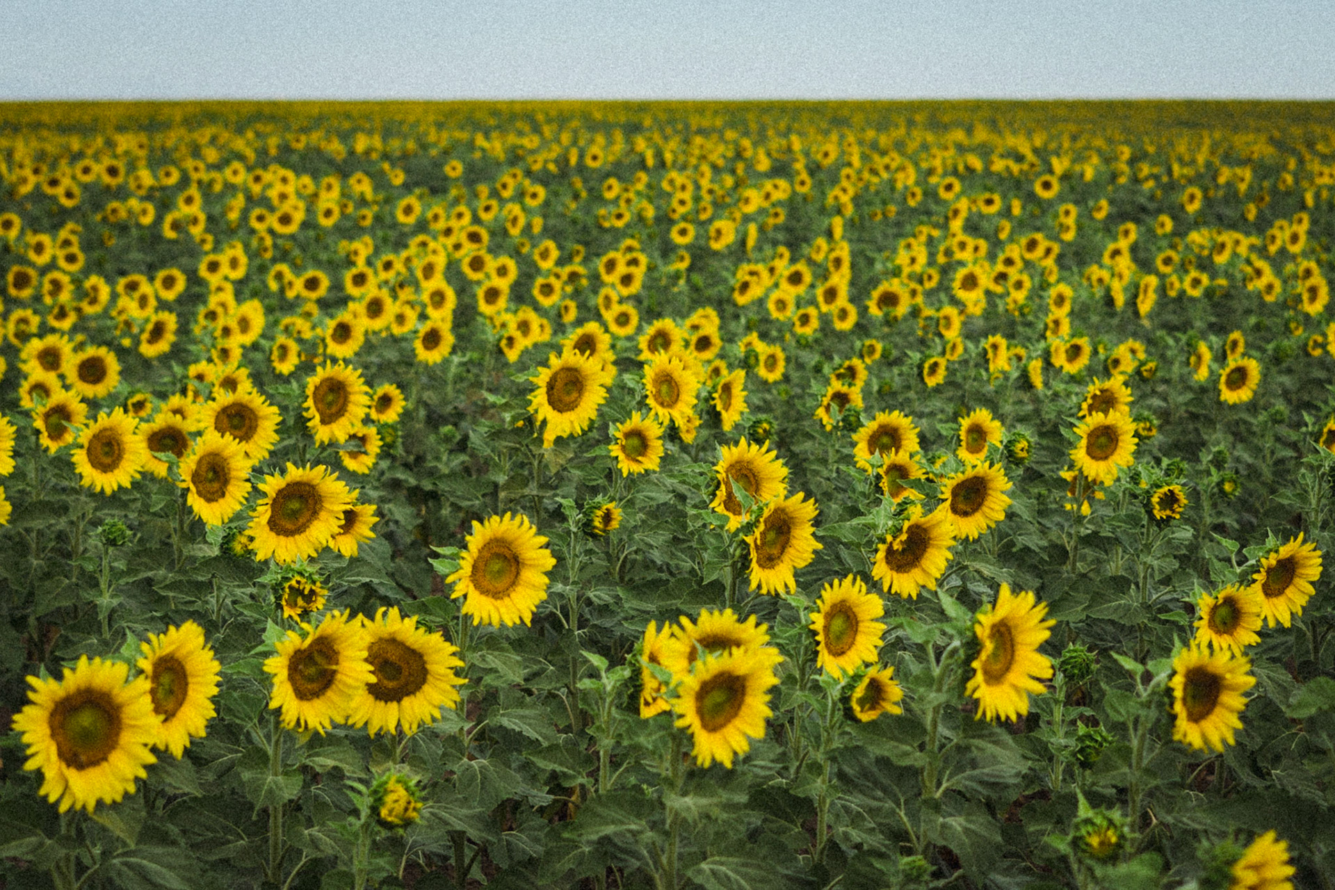 suncrowd