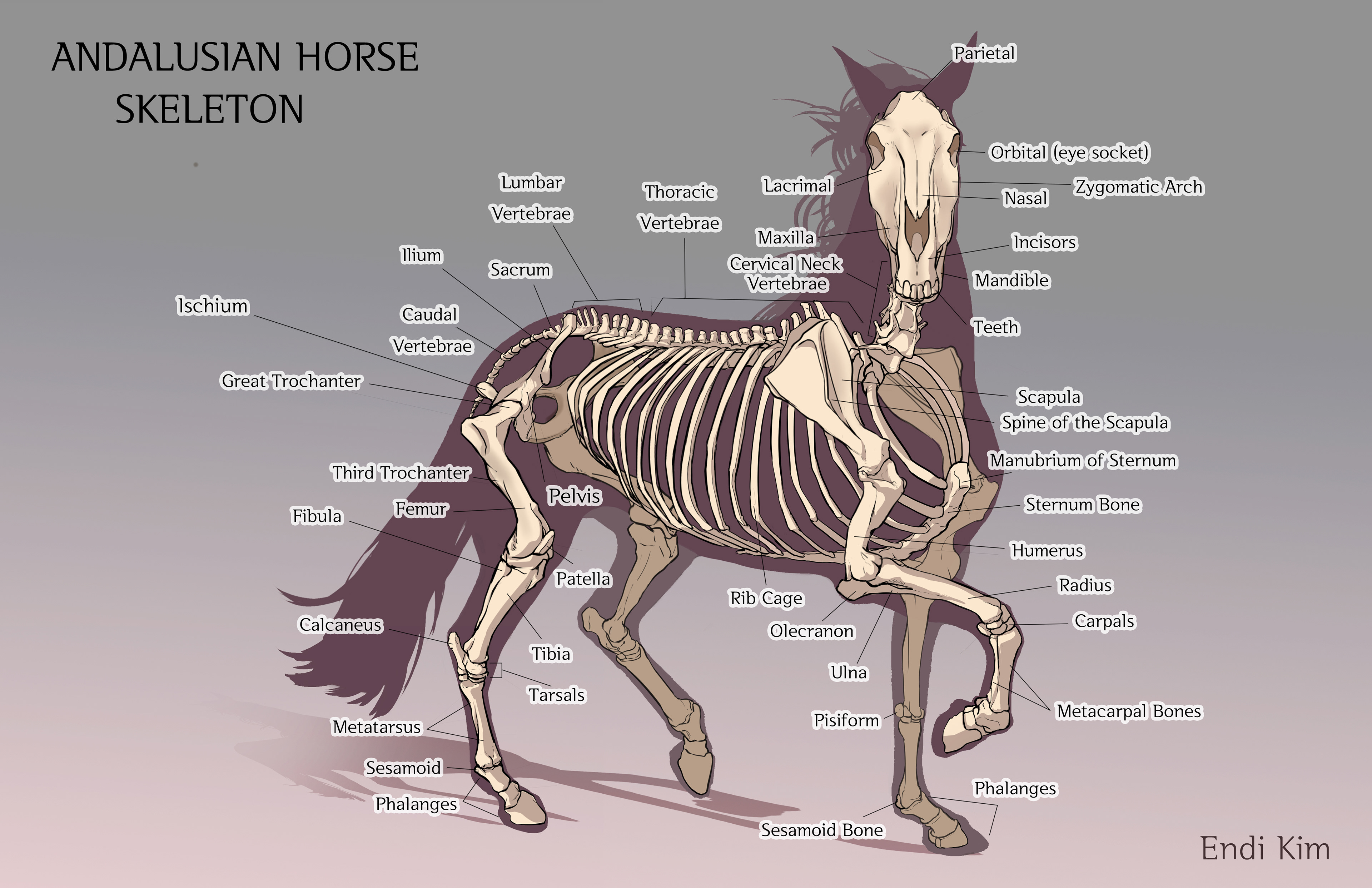 Horse Anatomy-Bone