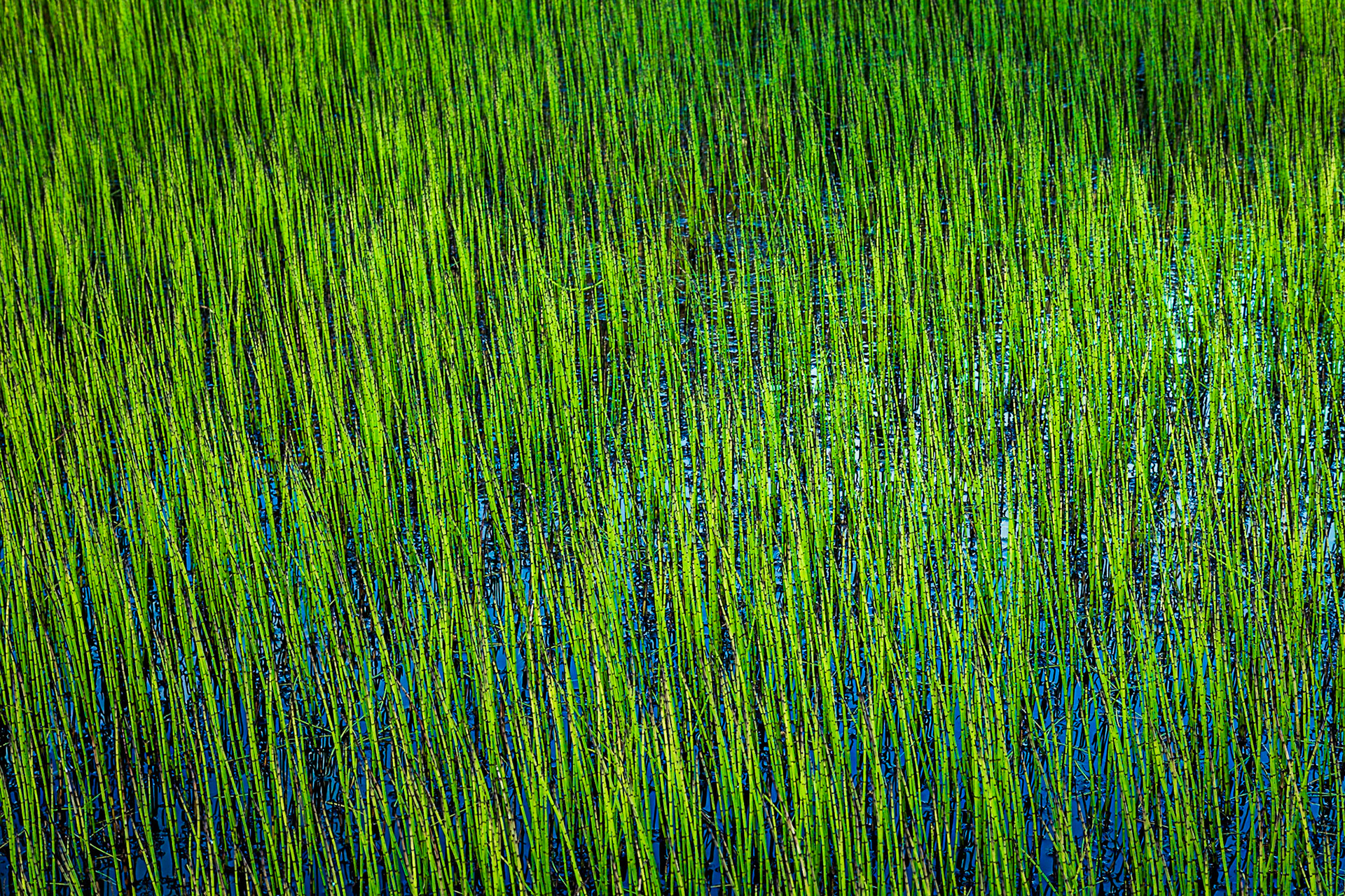 Simple. Sometimes a simple motif can catch your eye....