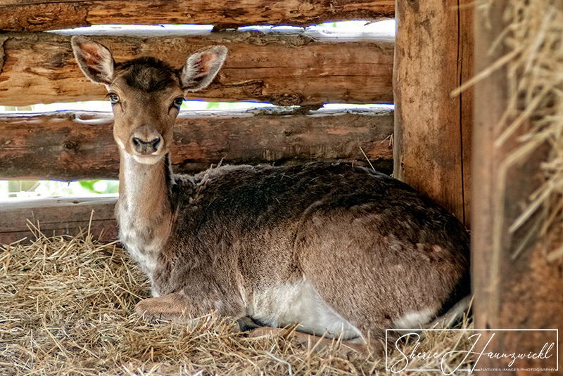 Resting Deer