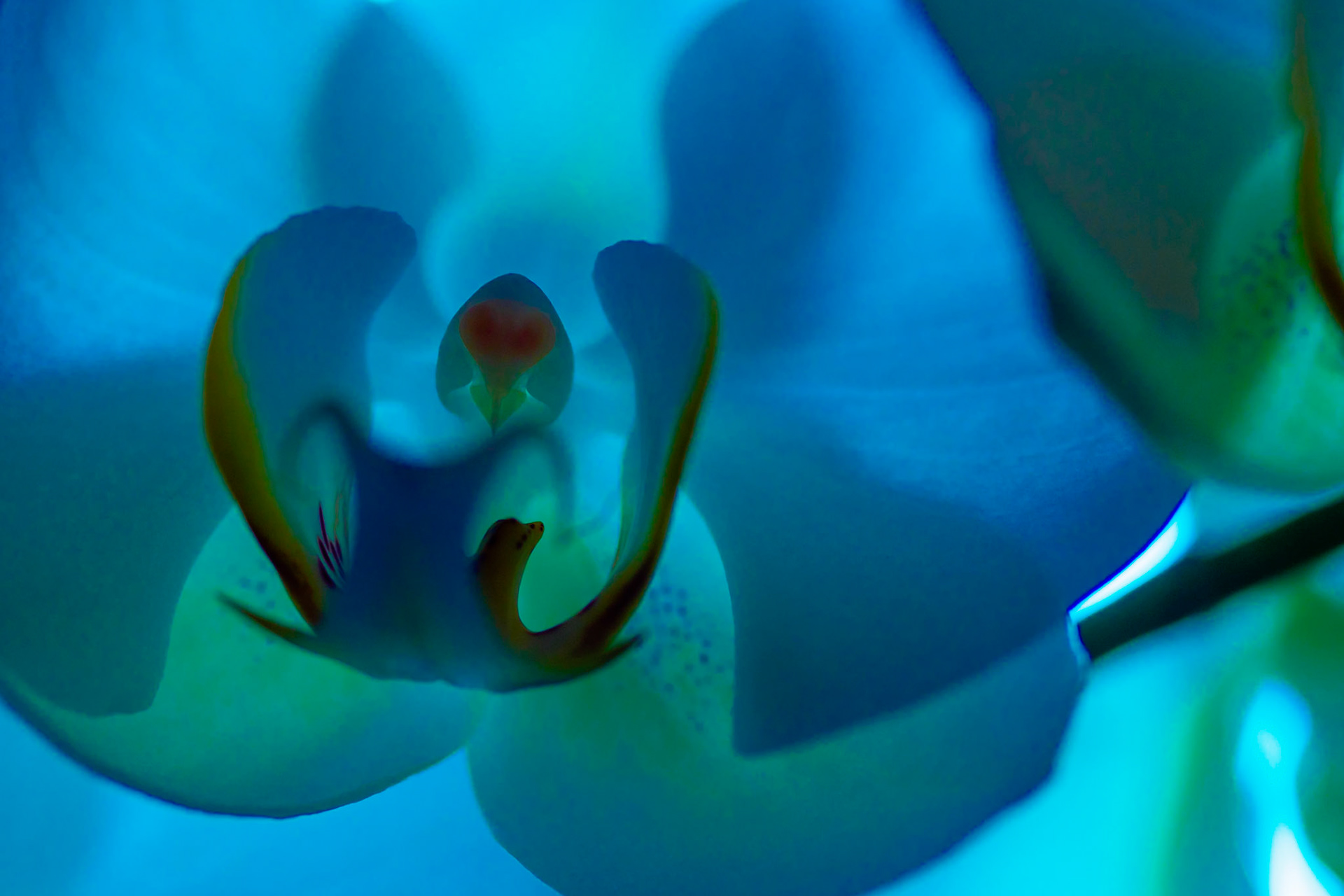 Abstract imrpession of an orchid in blue light