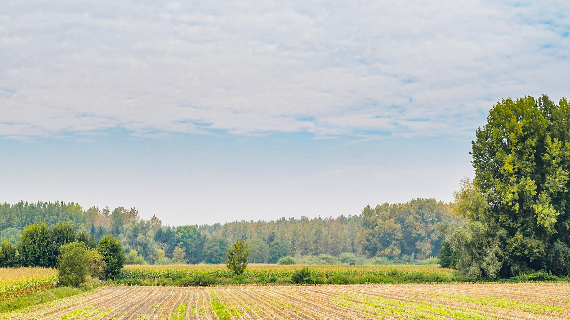 Trees and bushes bordering a field under a thinly clouded sky II