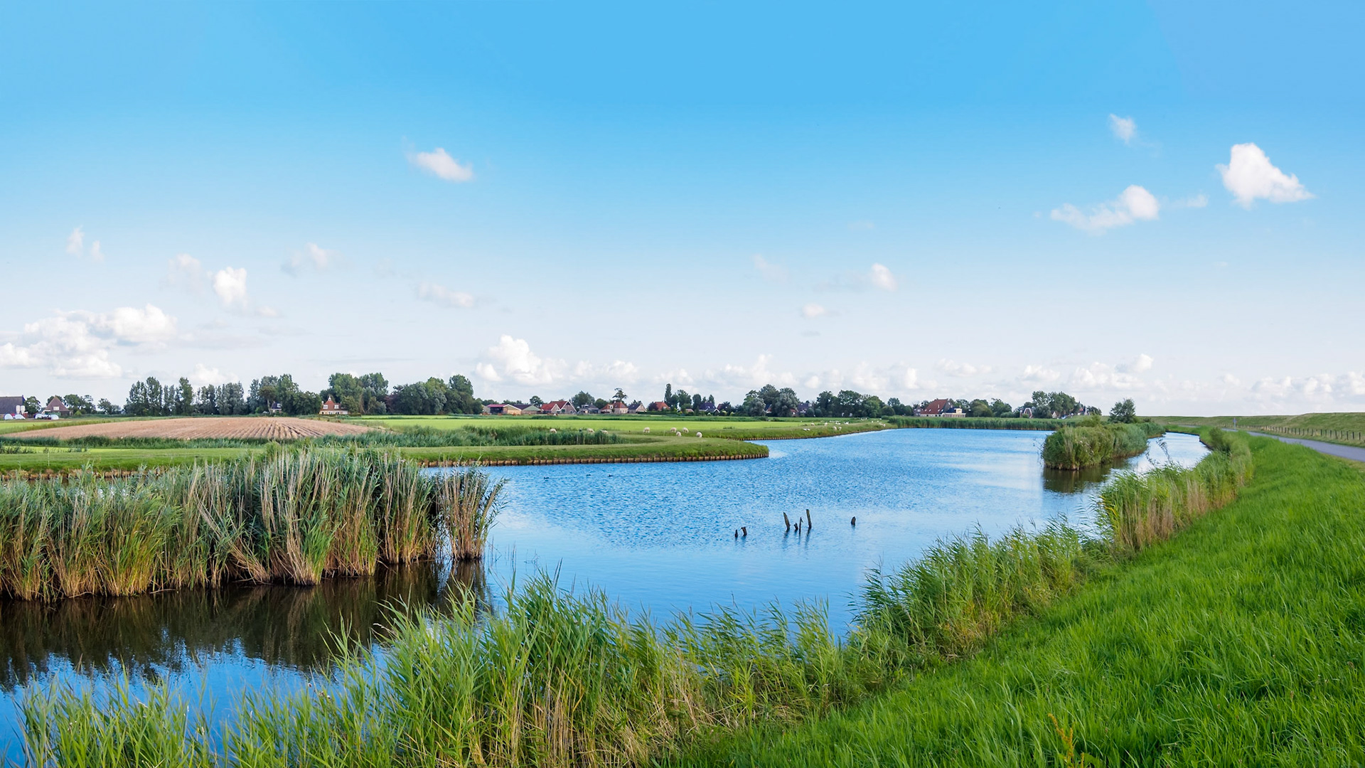 Peaceful waterfront scene with grazing sheep