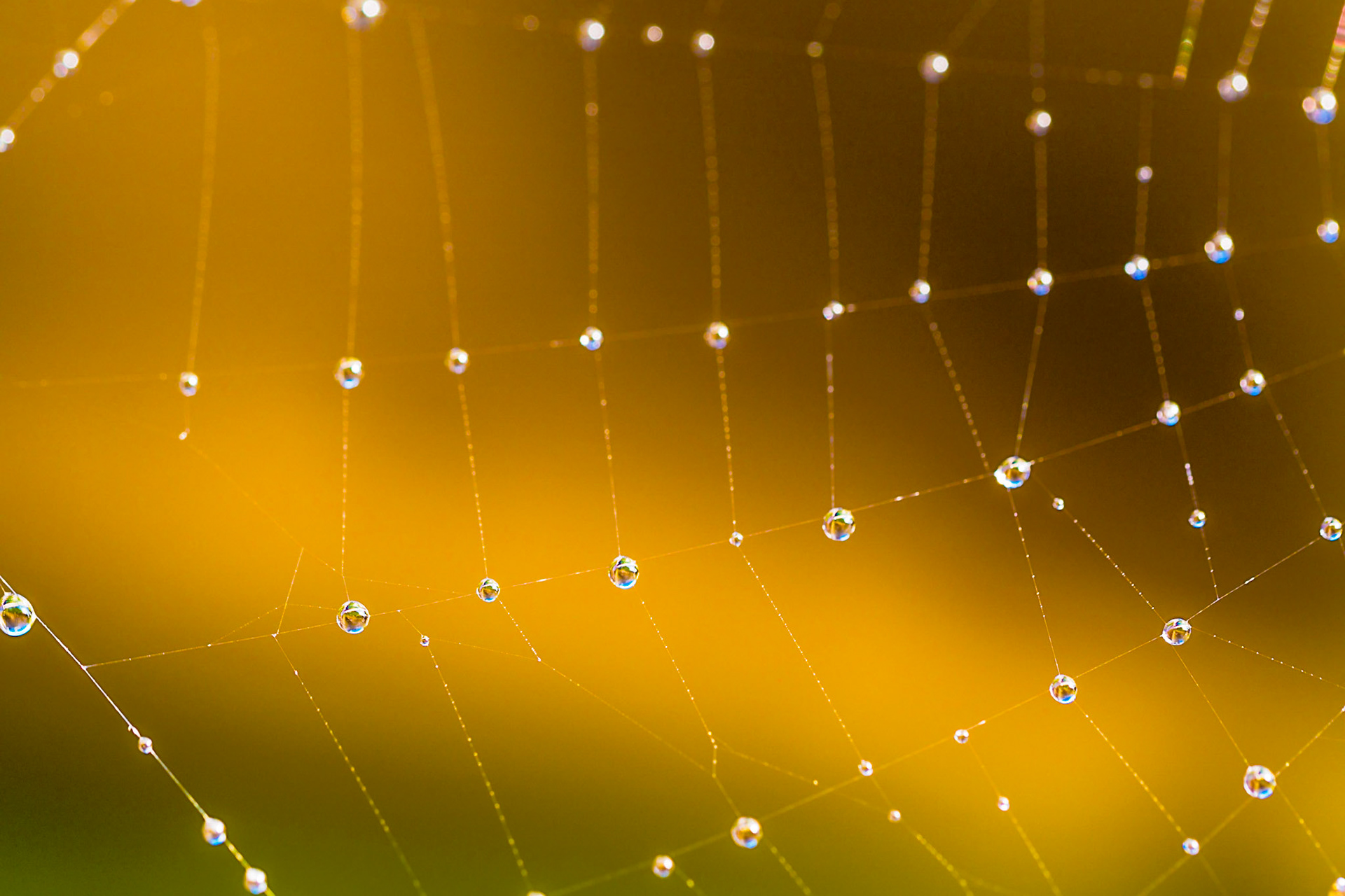 Water droplets on a spider web against a yellow background