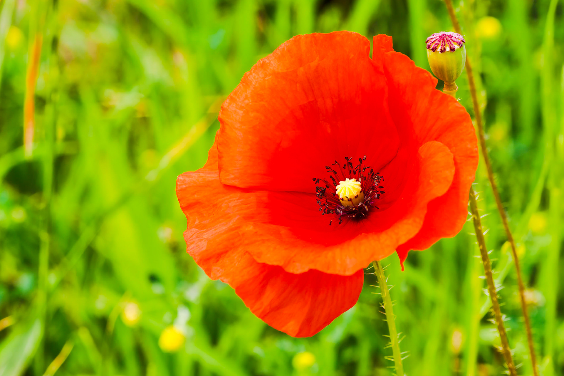 Papaver somniferum flowerhead on green background