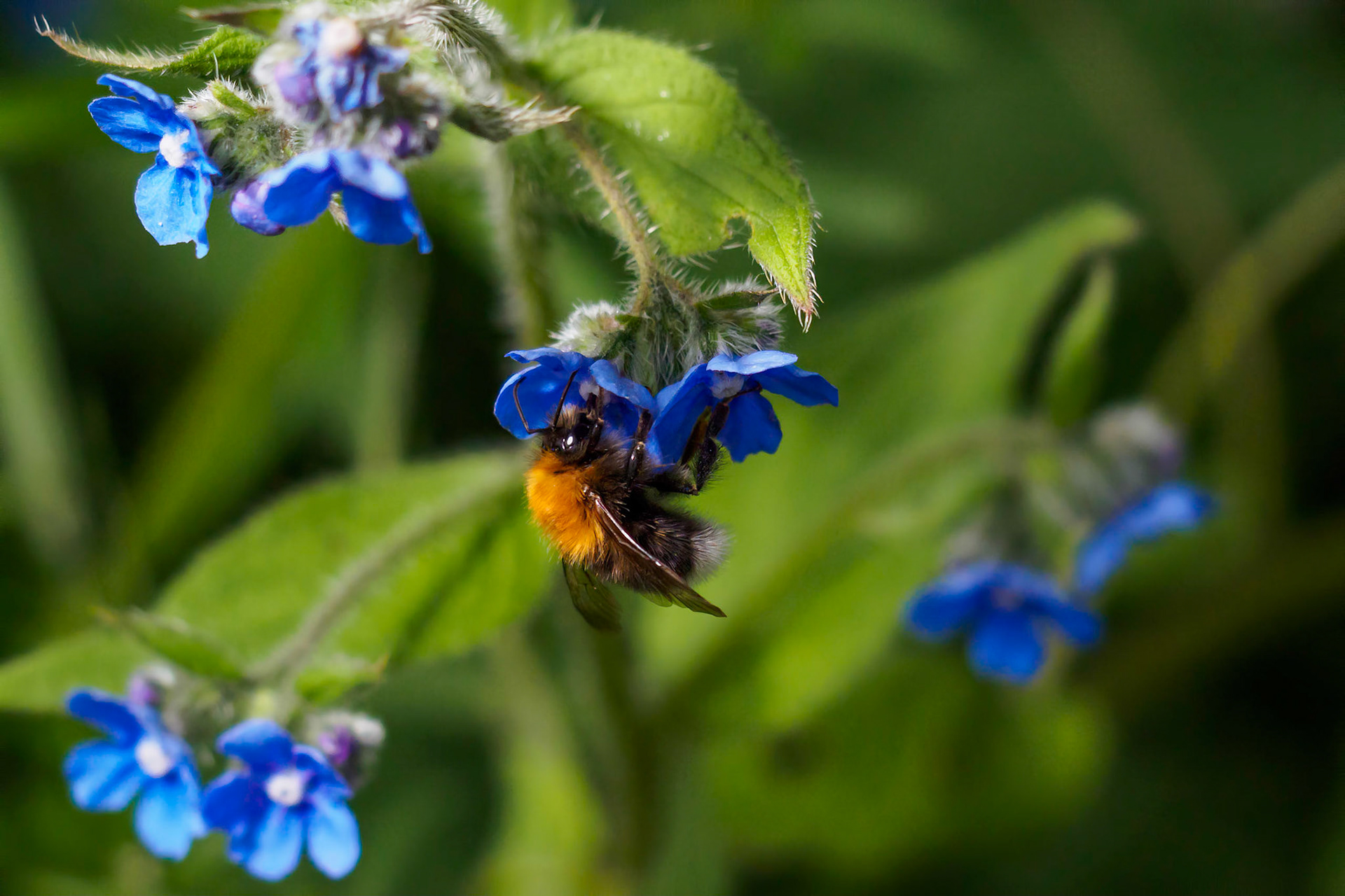 The bumblebee did not forget the myosotis