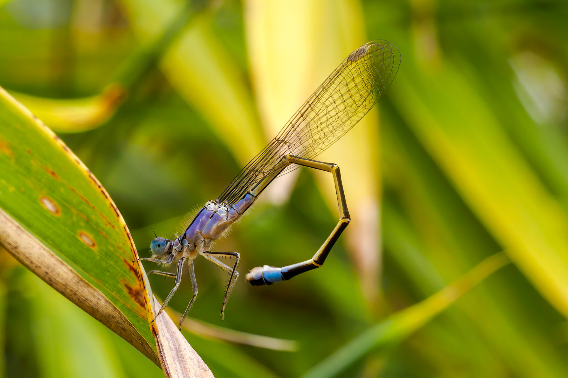 Crouching Damselfly
