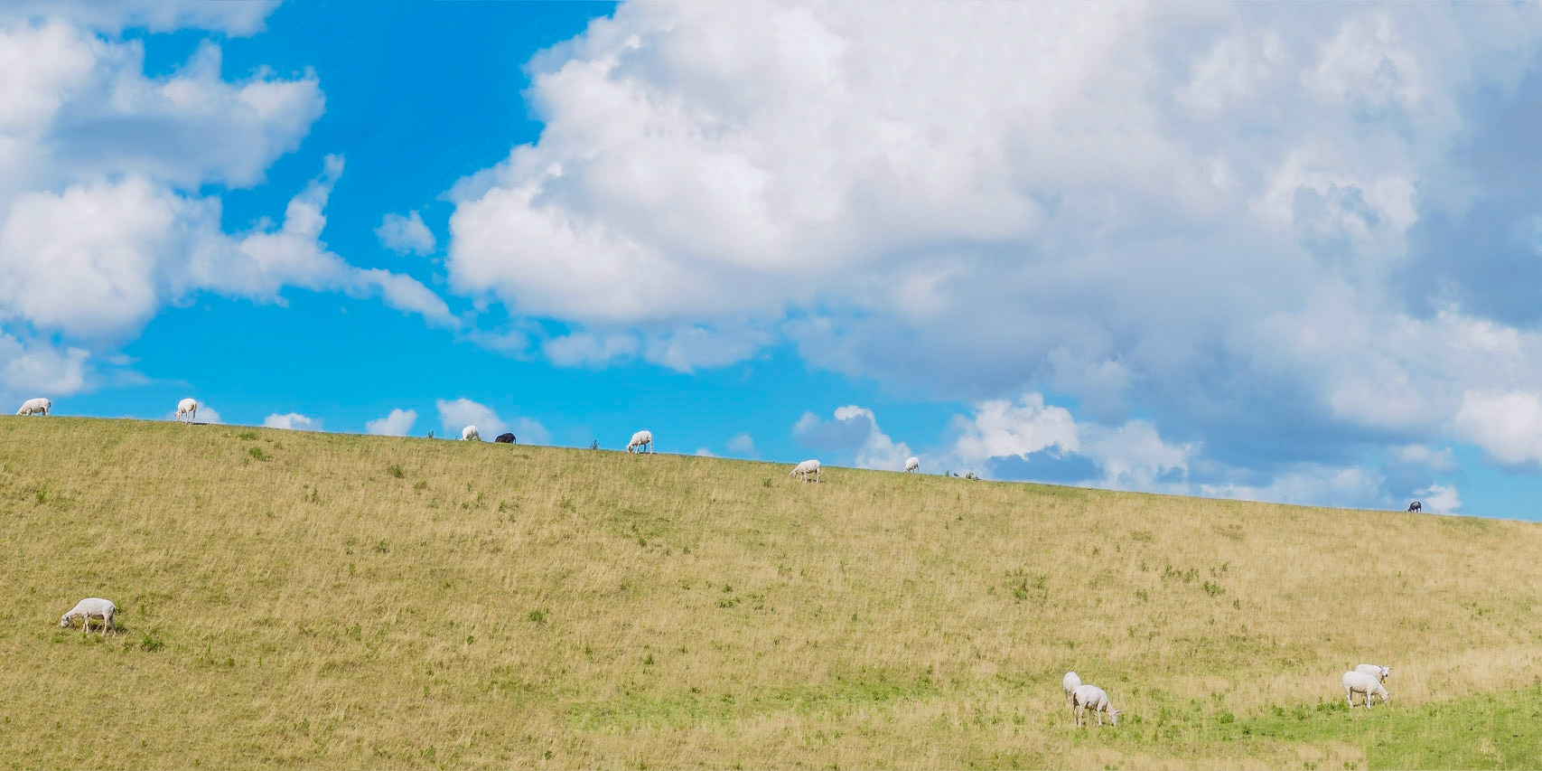 Uphill sheep against a cloud-rich blue sky