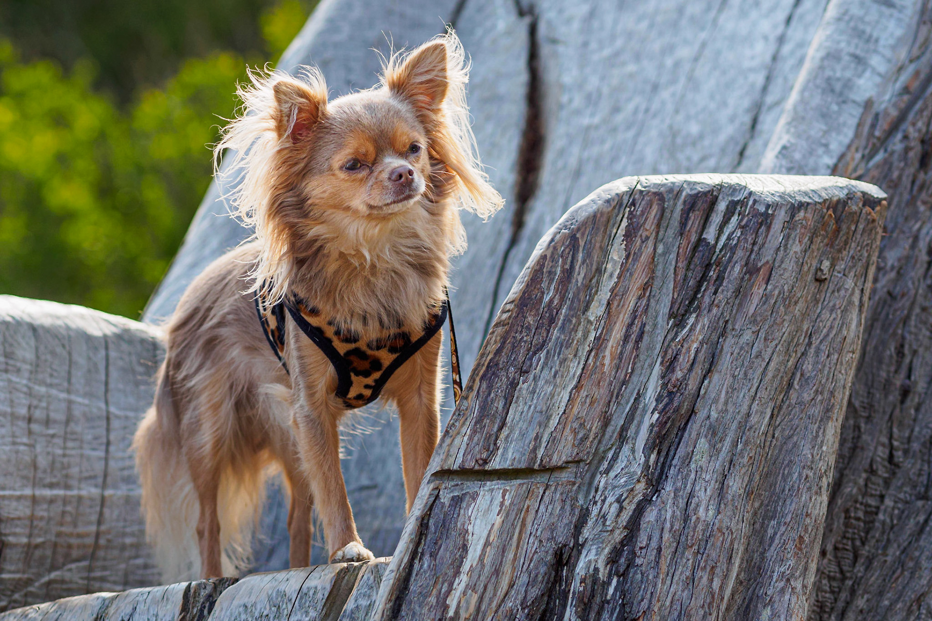 Low angle view of our brave chihuahua Bowie, standing on a wooden structure overlooking the waters between Ploumanach and Saint-Guirec. He is looking at Hilde who was closeby to come to the rescue!