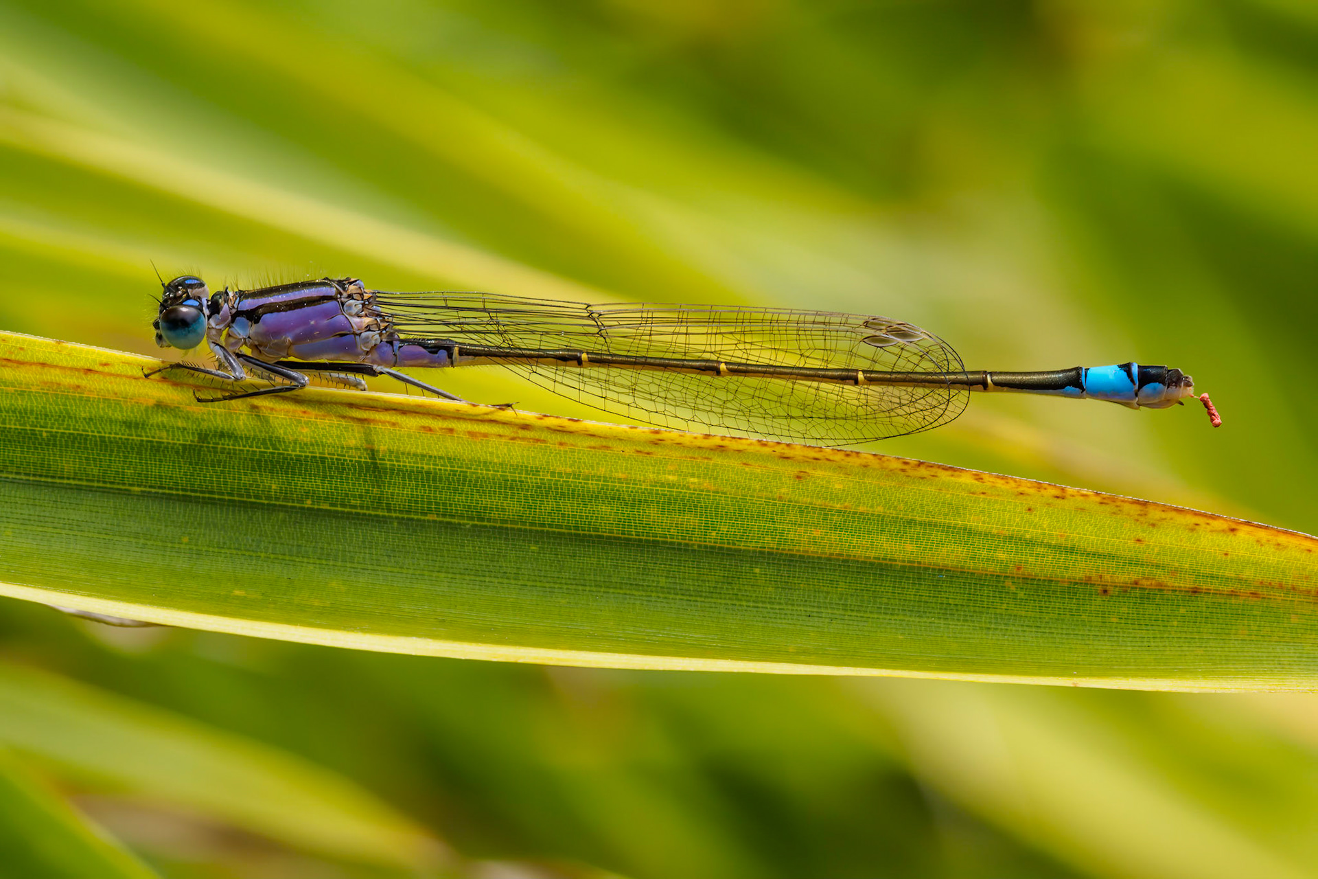 Macro of Damselfly - Ischnura heterosticta - on a leaf of bamboo